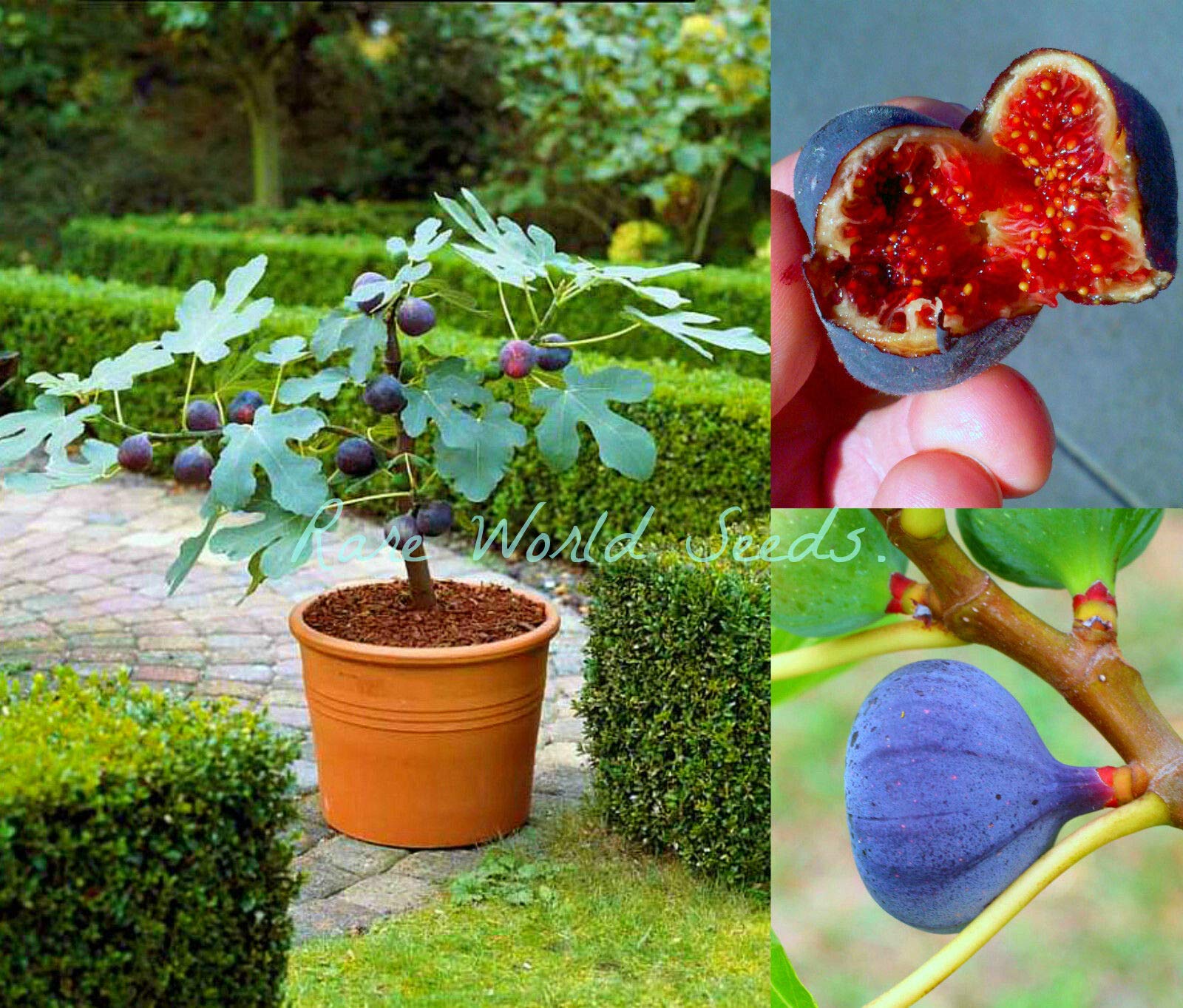 Portal Cool Nano Fig Tree Ficus Carica Blu Fig 'Brogiotto' interno o esterno! semi