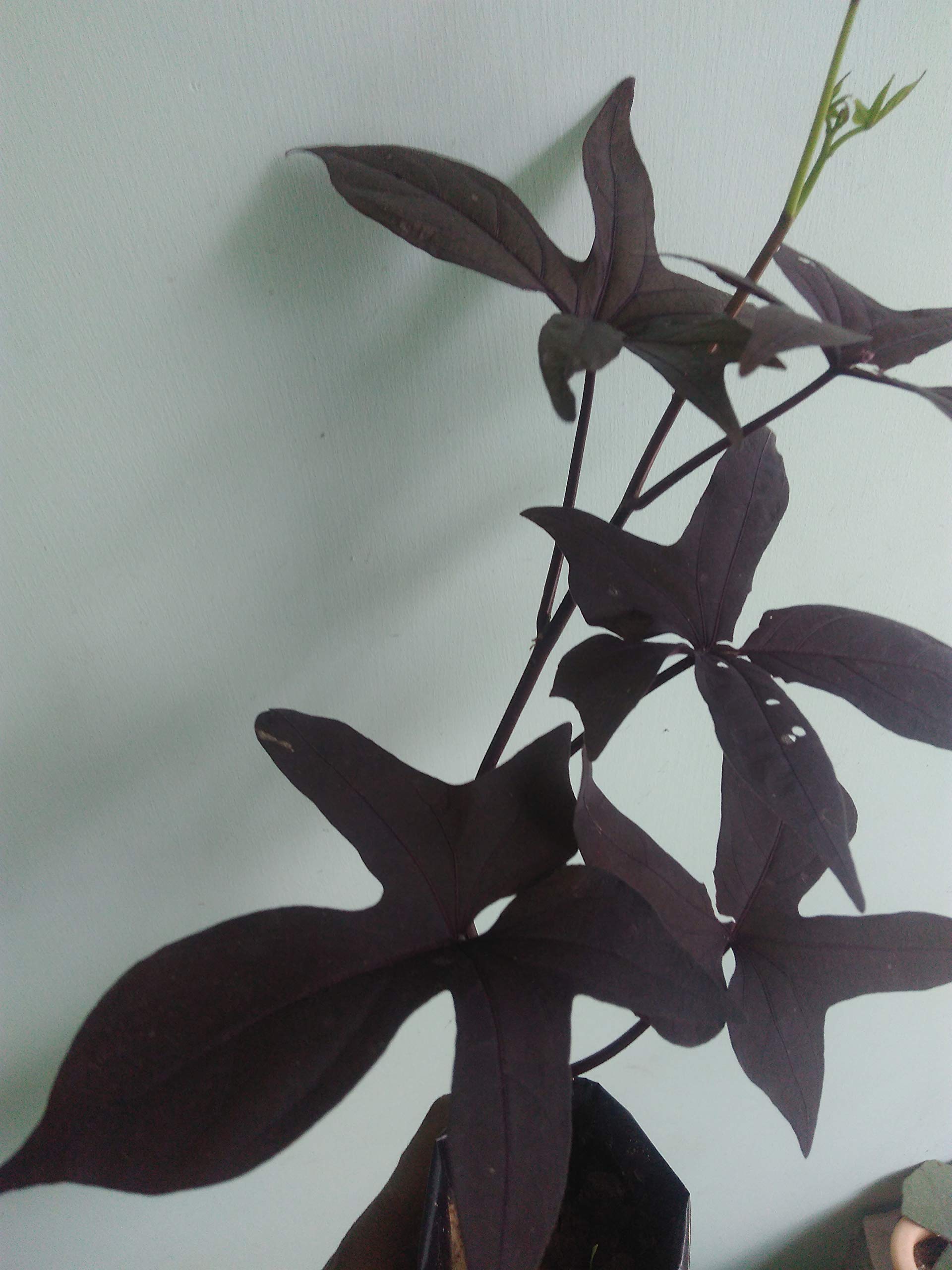 GREEEN Earth Ornamental Sweet Potato Plant (DEEP Maroon) (B08F24WXZ9) Amazon Price History, Amazon Price Tracker
