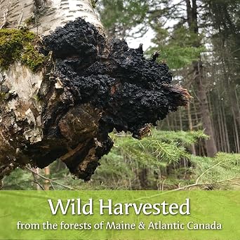 Maine Chaga & Wild Blueberry Tea Powder- Herbal Superfood Blend | 100% Wild-Harvested USA & Canadian Grown Chaga | 1.5oz | Caffeine-Free, Antioxidant-Rich | 200+ Servings | 100% Natural, No Additives