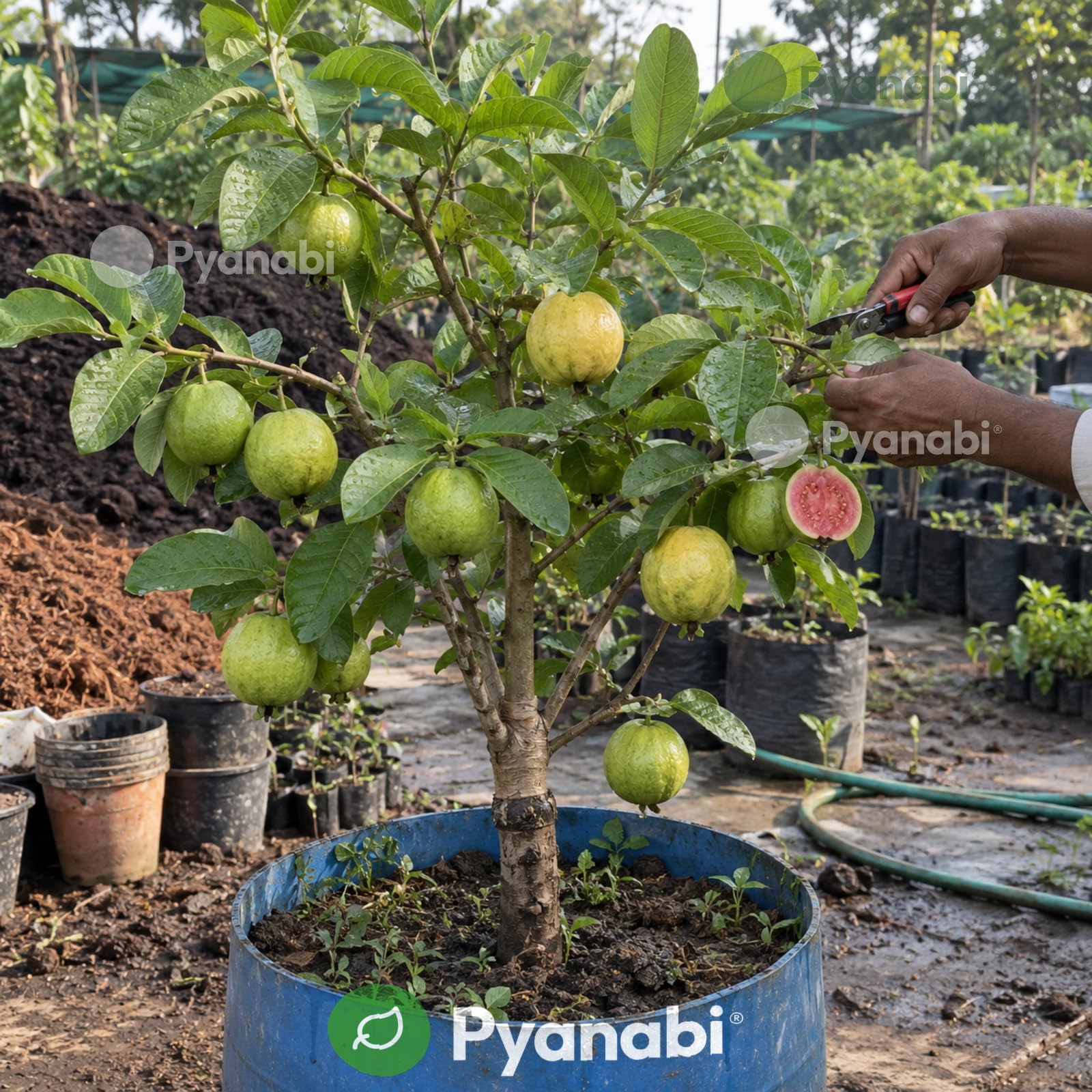 Pomegranate Plant - Grow Your Own! -27