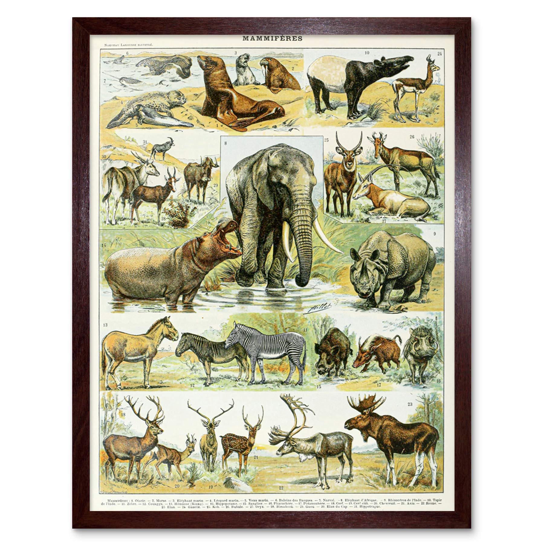Artery8 Millot Encyclopedia Page Molluscs Shells Art Print Framed Poster Wall Decor 12x16 inch — view 117