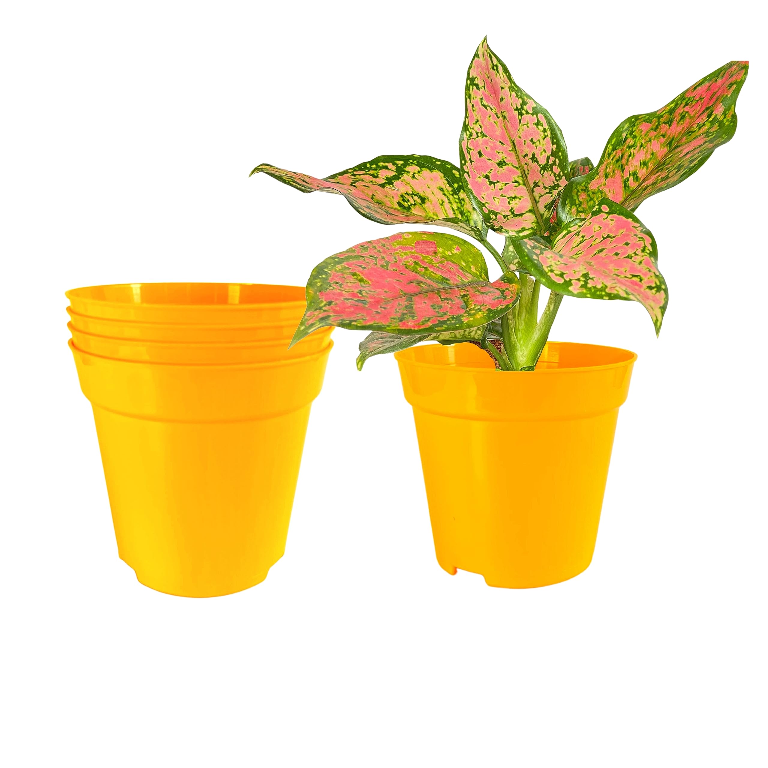 Indian Gardens - Colour Plastic 6 Inch Pot for Home Garden | Plastic Plant Pot for Terrace Garden (Yellow, Pack of 5) (B0CDWY1ZT2) Amazon Price History, Amazon Price Tracker