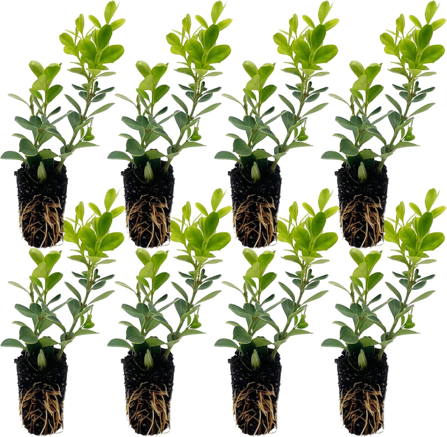 ragnaroc Japanese Boxwood 2-4" (Buxus microphylla VAR. Japonica) 8ct - Live Plant for Indoor Outdoor Use, Garden & Landscaping - Live Arrival Guaranteed