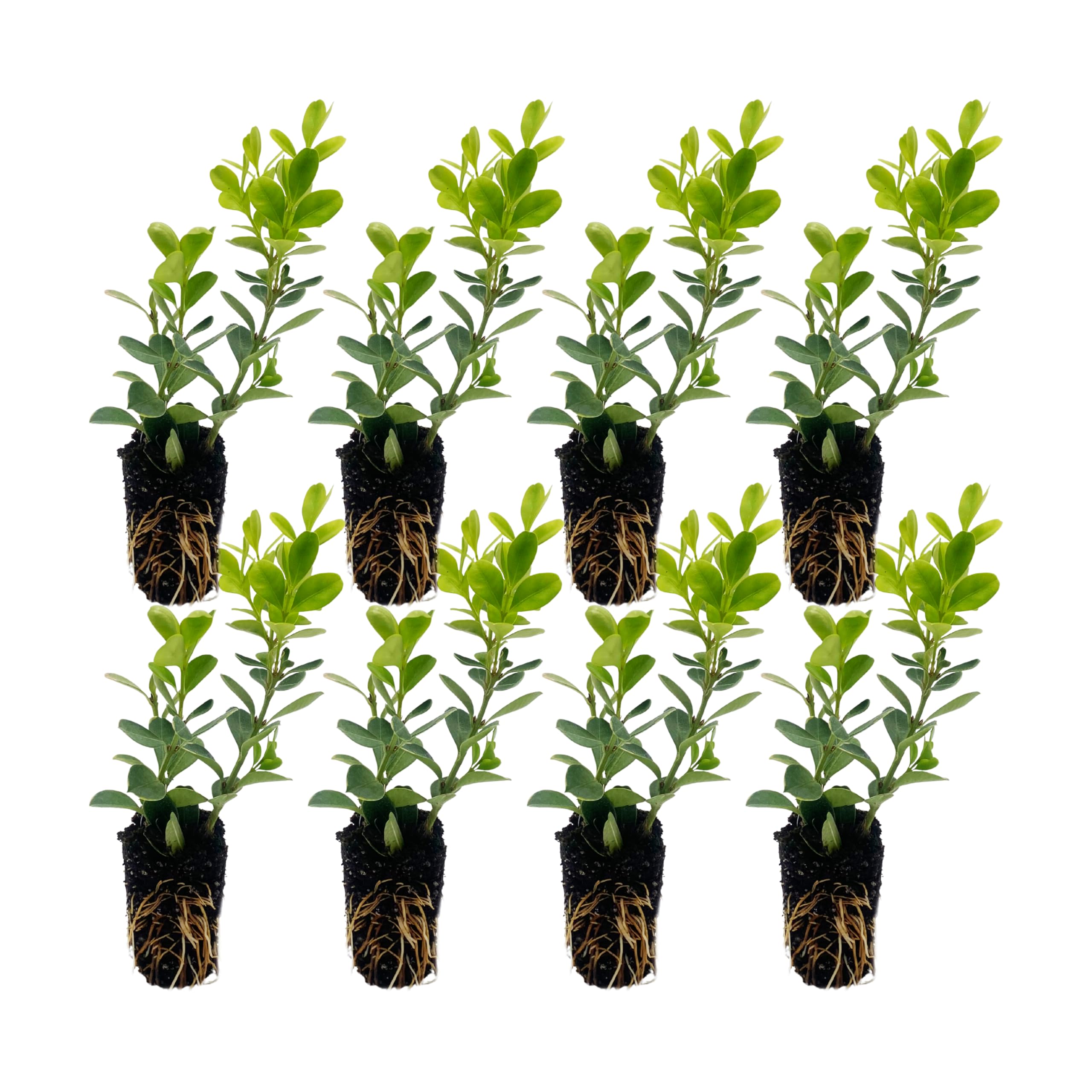 ragnaroc Japanese Boxwood — 8-Count