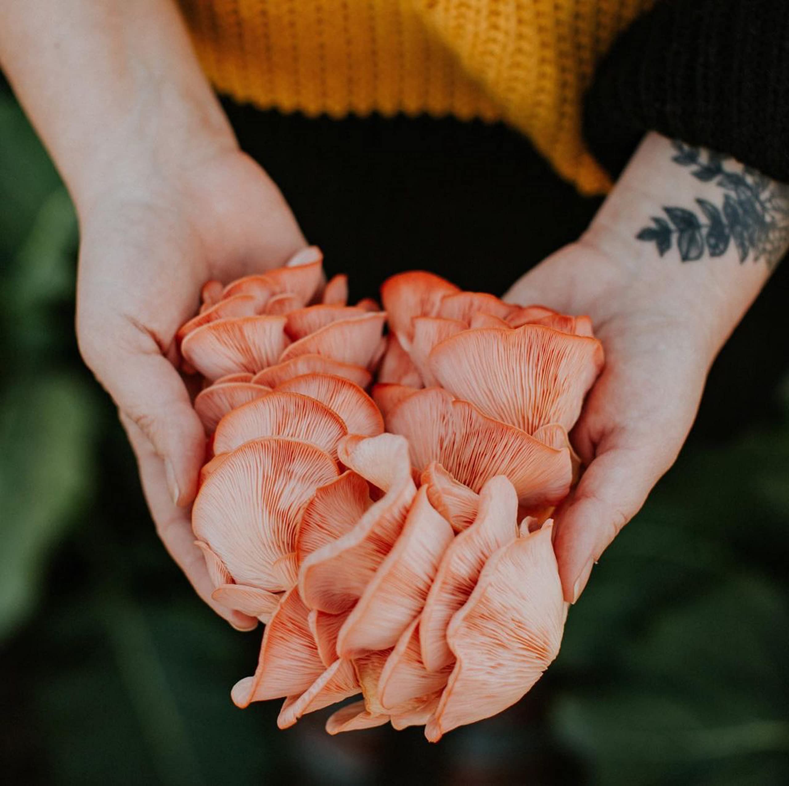 North Spore Pink Oyster Mushroom Spray & Grow Kit (4 lbs) Beginner