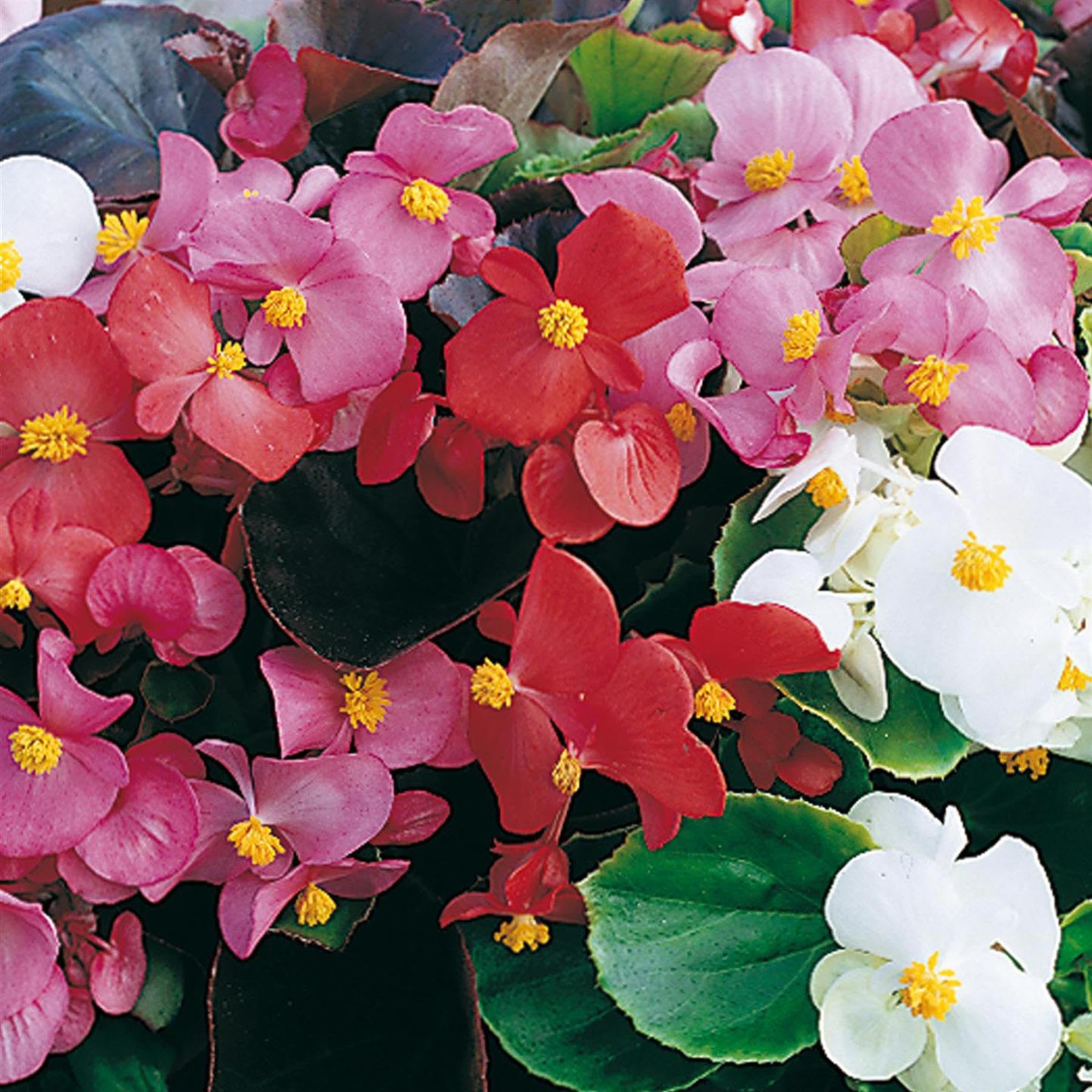 Plug Plants Begonia (Semps.) Devil's Delight Mixed 20 Plants Per Tray Ready to Grow On