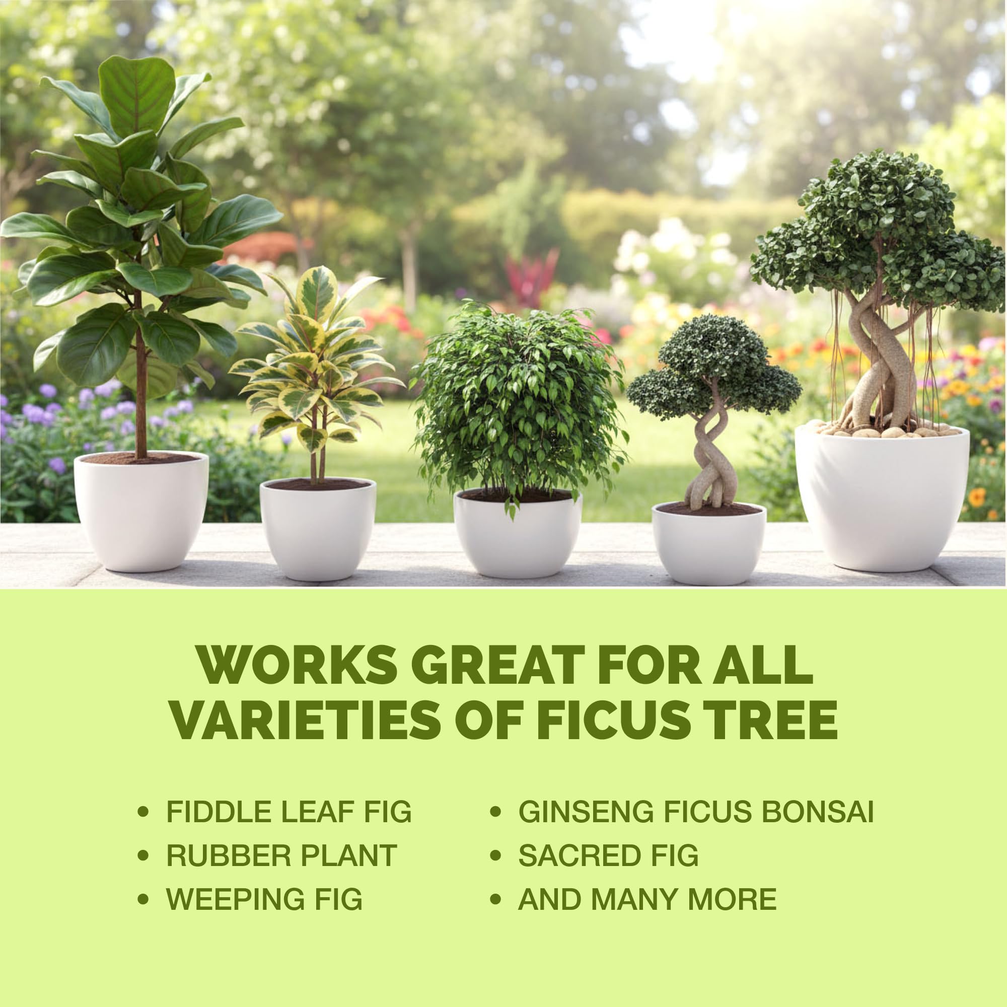 Amazon.com : Ficus Tree Fertilizer  Liquid Plant Food for Lush Foliage,  Stronger Roots & Healthy New Growth, 8 oz : Patio, Lawn & Garden