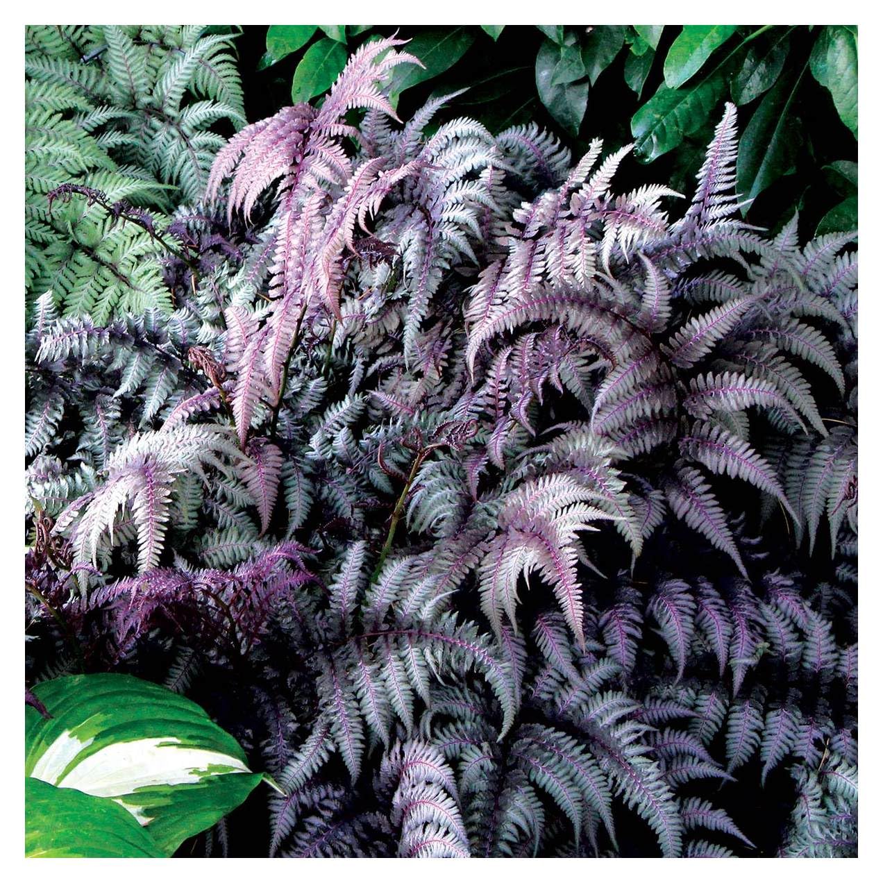 Stauden Gänge 3 x Athyrium niponicum 'Burgundy Lace' im 1 Liter Topf (Farn/Winterhart/Mehrjährig/Staude/Stauden) Japanischer Regenbogenfarn - Farbenspiel aus Burgunderrot und Silber