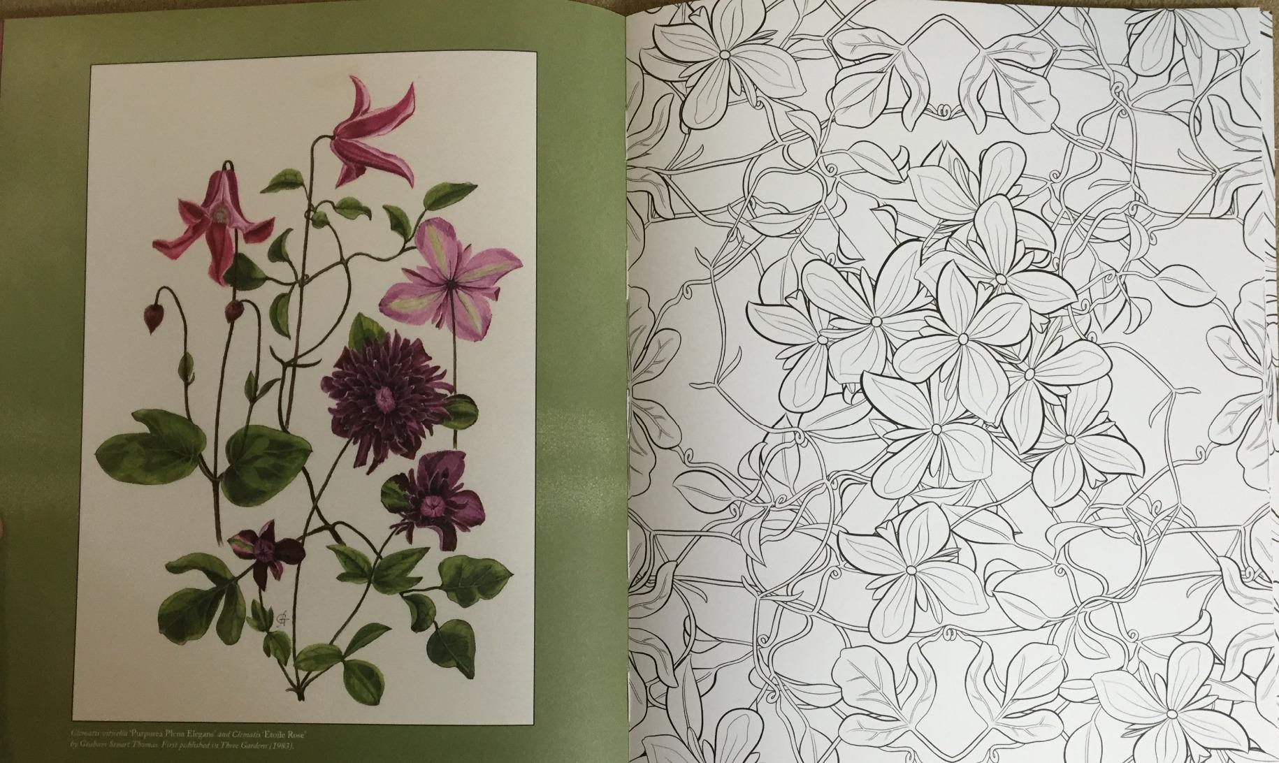 Amazon.com: RHS Floral Colouring Book: 9780711237711: RHS: Books