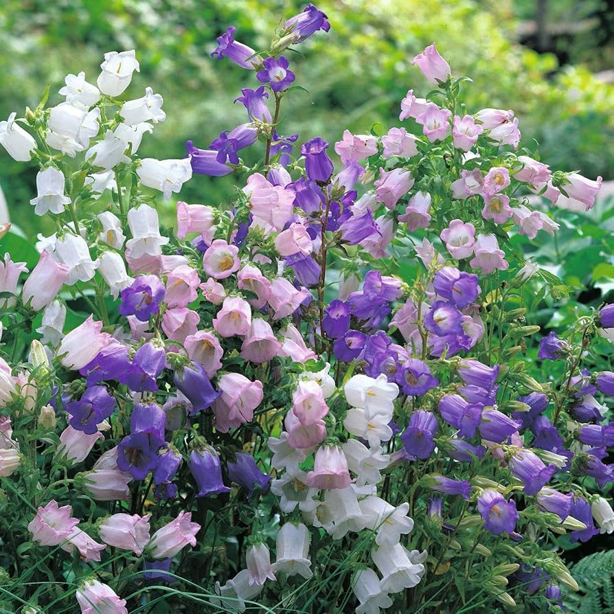 Canterbury Bells (Cup and Saucer) Mix Seeds Bellflower