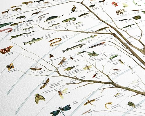 Vista 3 de Fairhope Póster impreso con diseño del árbol de la vida, historia natural de la vida existente, 24 x 36 pulgadas, laminado Laminado,No