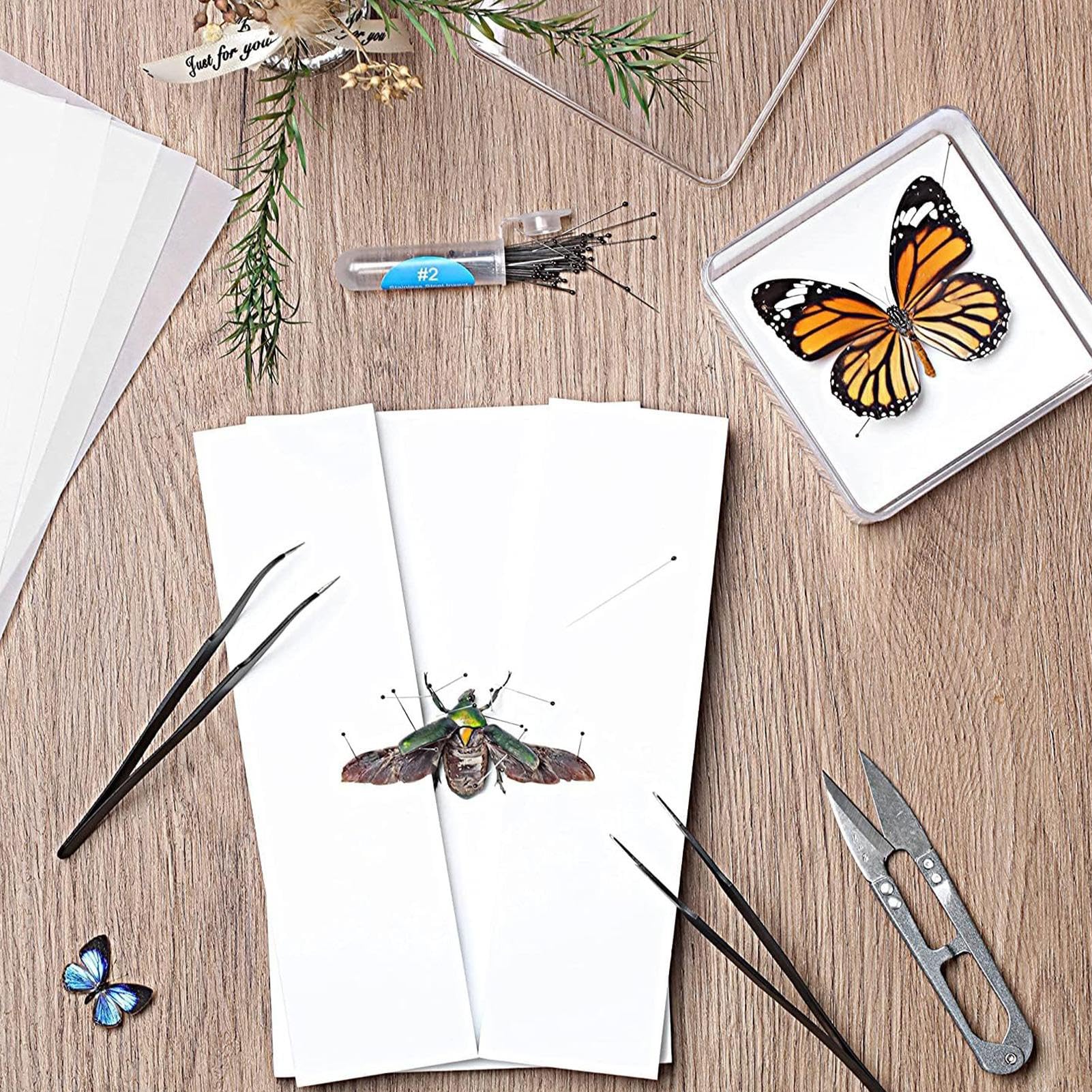 Outils D'échantillons Pour L'enseignement En Classe - Kit Flexible D'entomologie | Outil Complet D'échantillons Ensemble Complet D'échantillons Pour Les Amoureux De Papillons