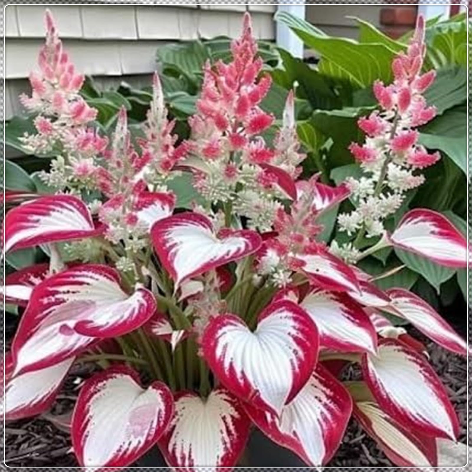 Excellent Display, Easy to Plant, Wedding Flowers, Greening Flower,Hosta Rhizome，Flowering Rhizome,Hostas for Planting, Fall or Spring Planting -10 Bulbs-C