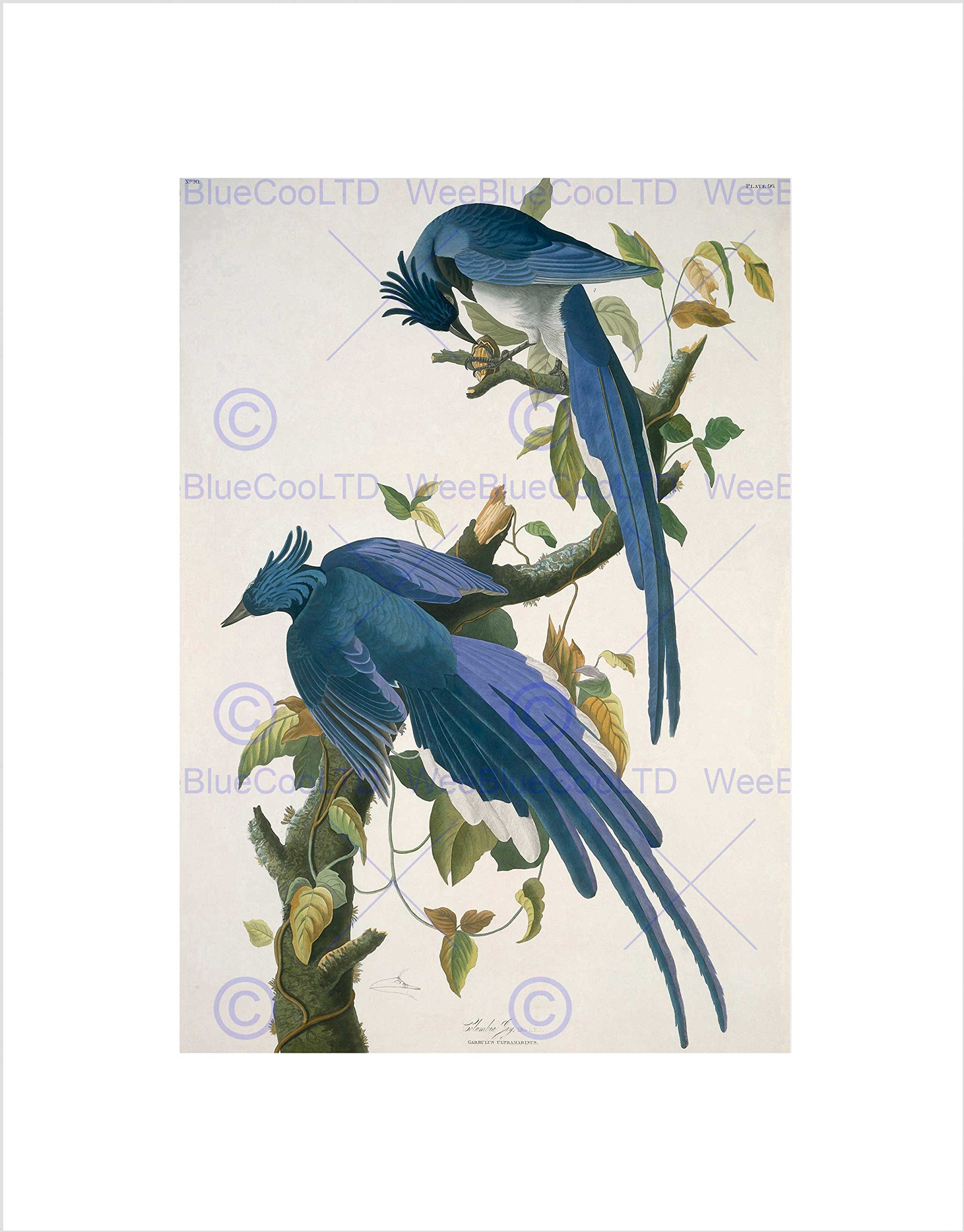 Wee Blue Coo Audubon American Columbia Jay Wall Art Print