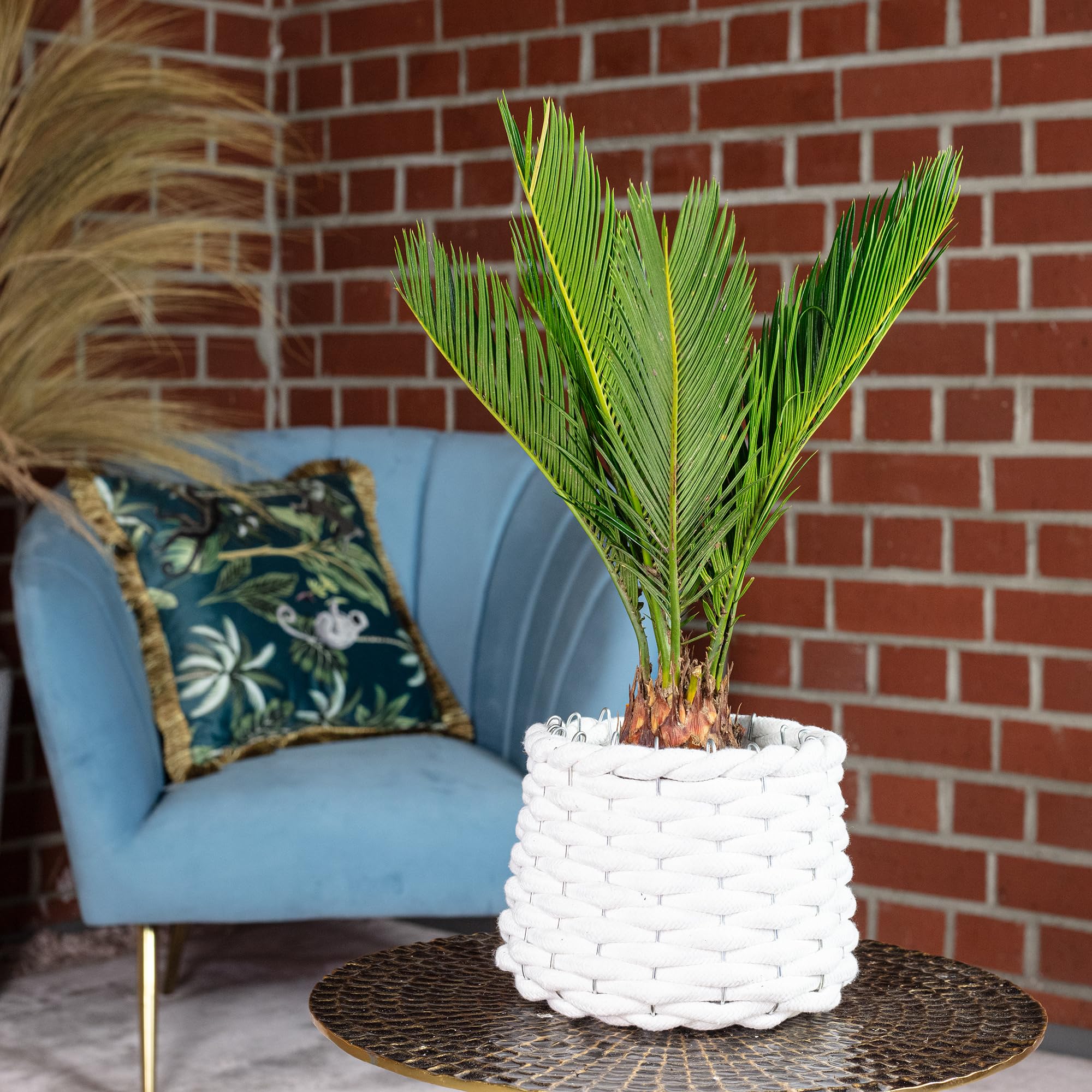 Palmier cycas 6+ frondes - plante d'intérieur facile d'entretien, Cycas revoluta - Hauteur environ 25 cm, Diamètre du pot 12 cm