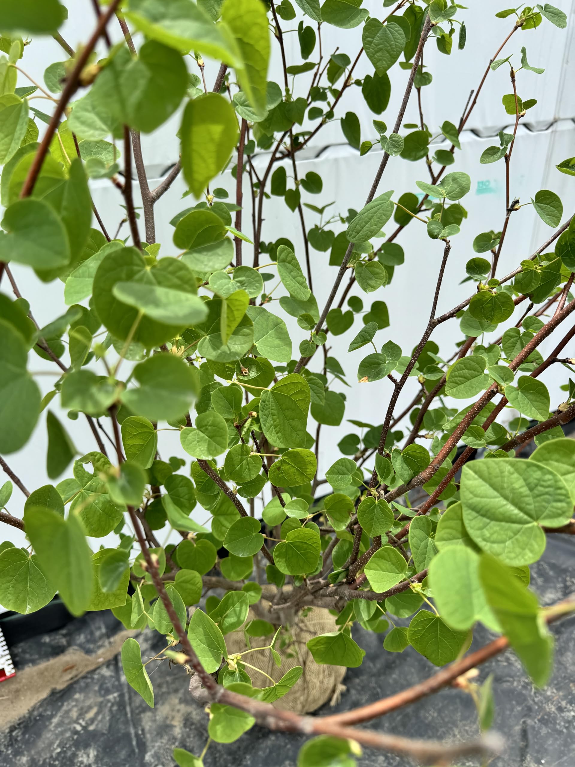 Amazon.co.jp: 『植木/庭木/苗木』マルバノキ/株立ち【現品発送】丸葉