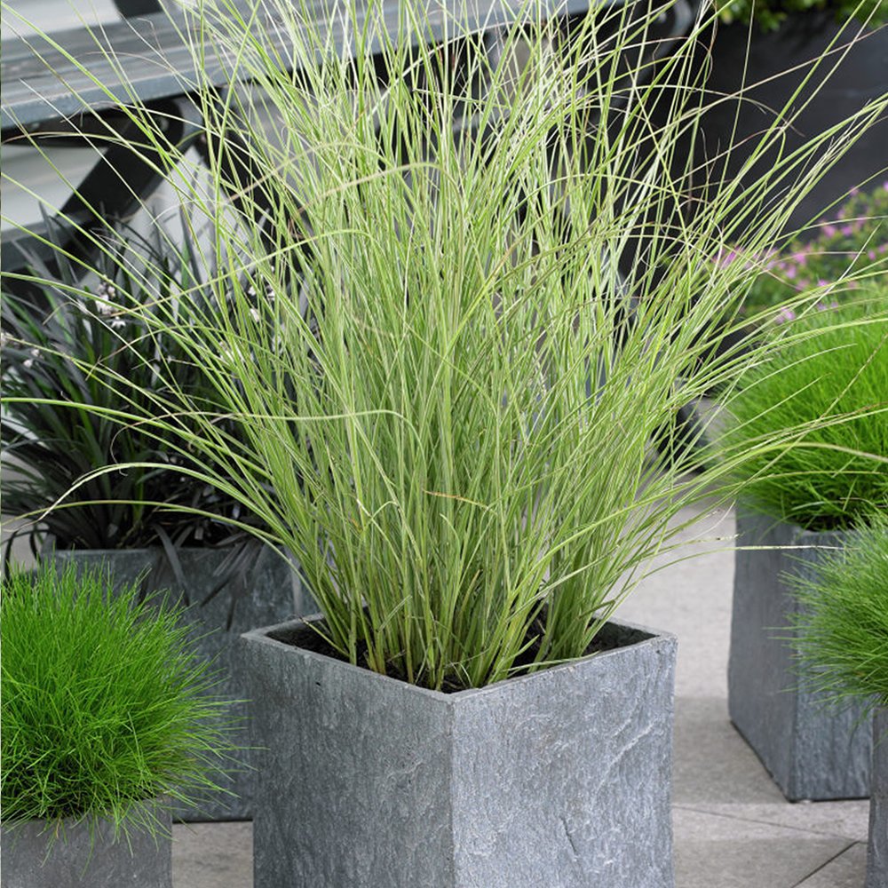 Miscanthus Morning Light - Eulalia - Deciduous Outdoor Garden Plants - Garden Ready Grass Plant in Pot (2 Litre Pot, 30-50cm)
