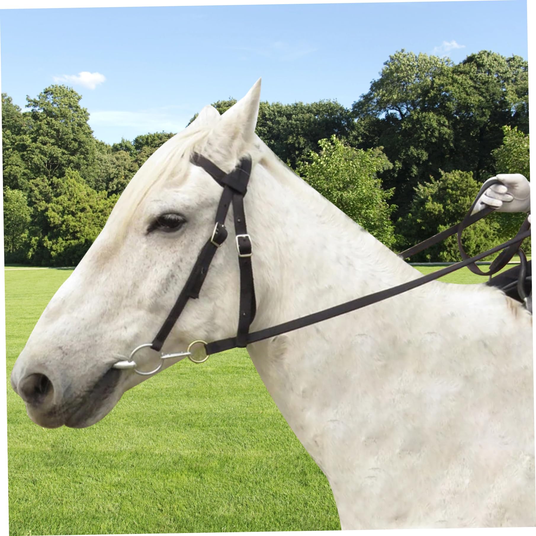 Cavezza per cavallo Cavezza regolabile spessa nera con hardware cromato Cavallo imbottito per da 1, 45 a 1, 6 metri/da ​​57 a 63 (grande)