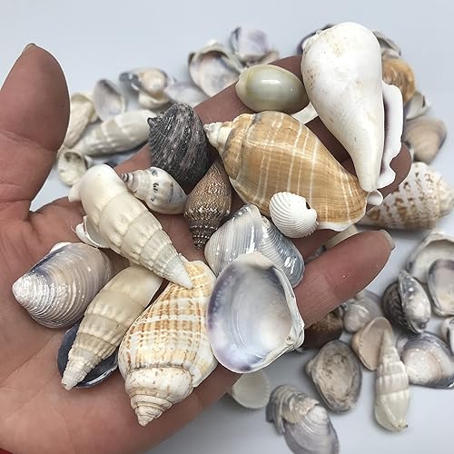 PEPPERLONELY Conchas marinas naturales filipinas mezcladas, pequeñas, de 12 a 2 pulgadas en tamaños, 8 onzas