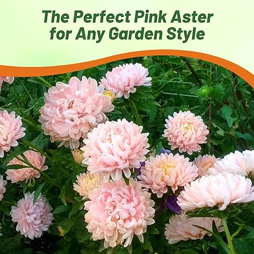 Miniatura 6 de Outsidepride Paeony Aster Seeds 1000 semillas de flores anuales, resistentes y aptas para polinizadores para plantar pétalos rosas vibrantes