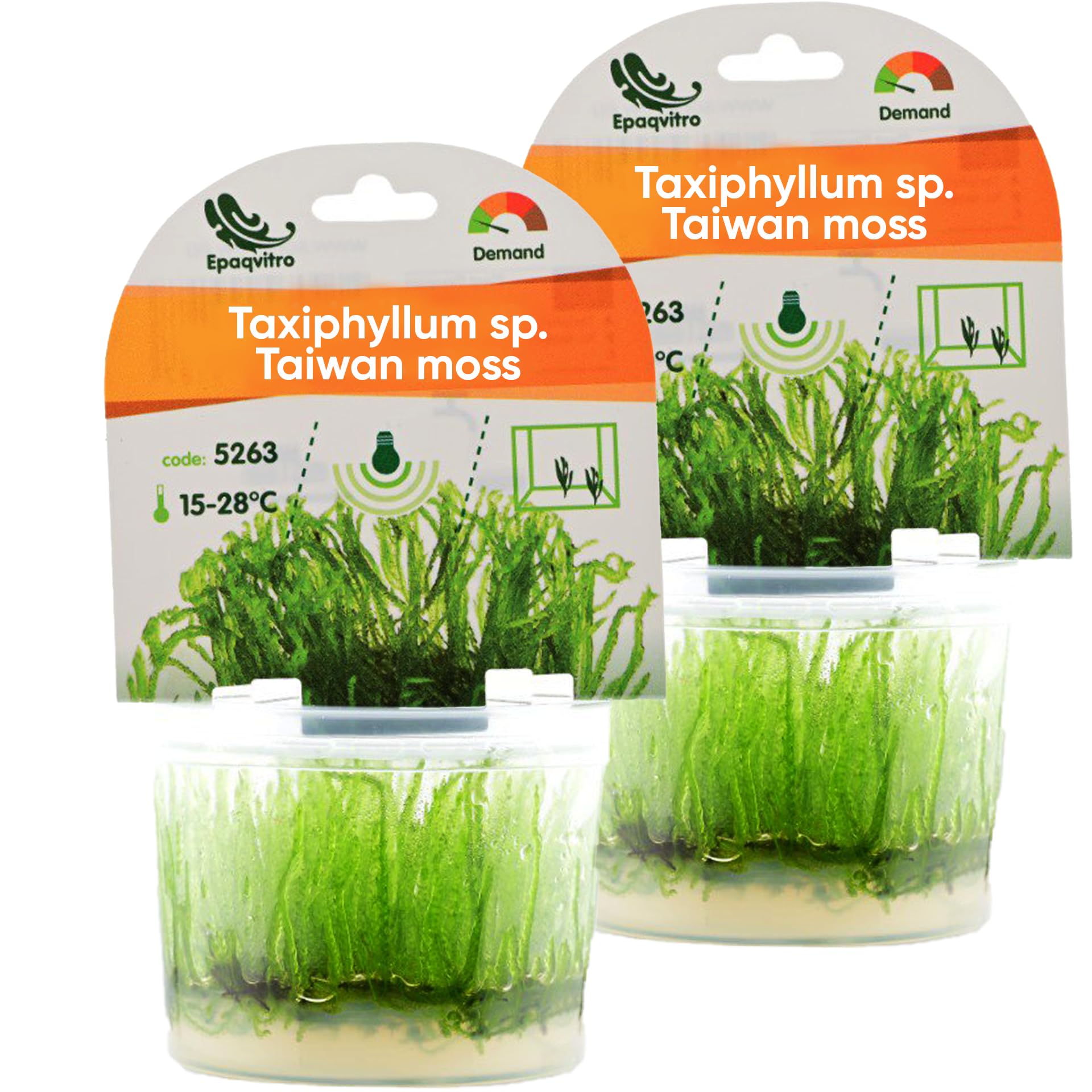 AquaBreedingSkill Taxiphyllum sp. in vitro – plante aquarium vivante, mousse d’aquarium sans parasites, idéale aquascaping et nano aquarium (Taiwan 2 pcs)