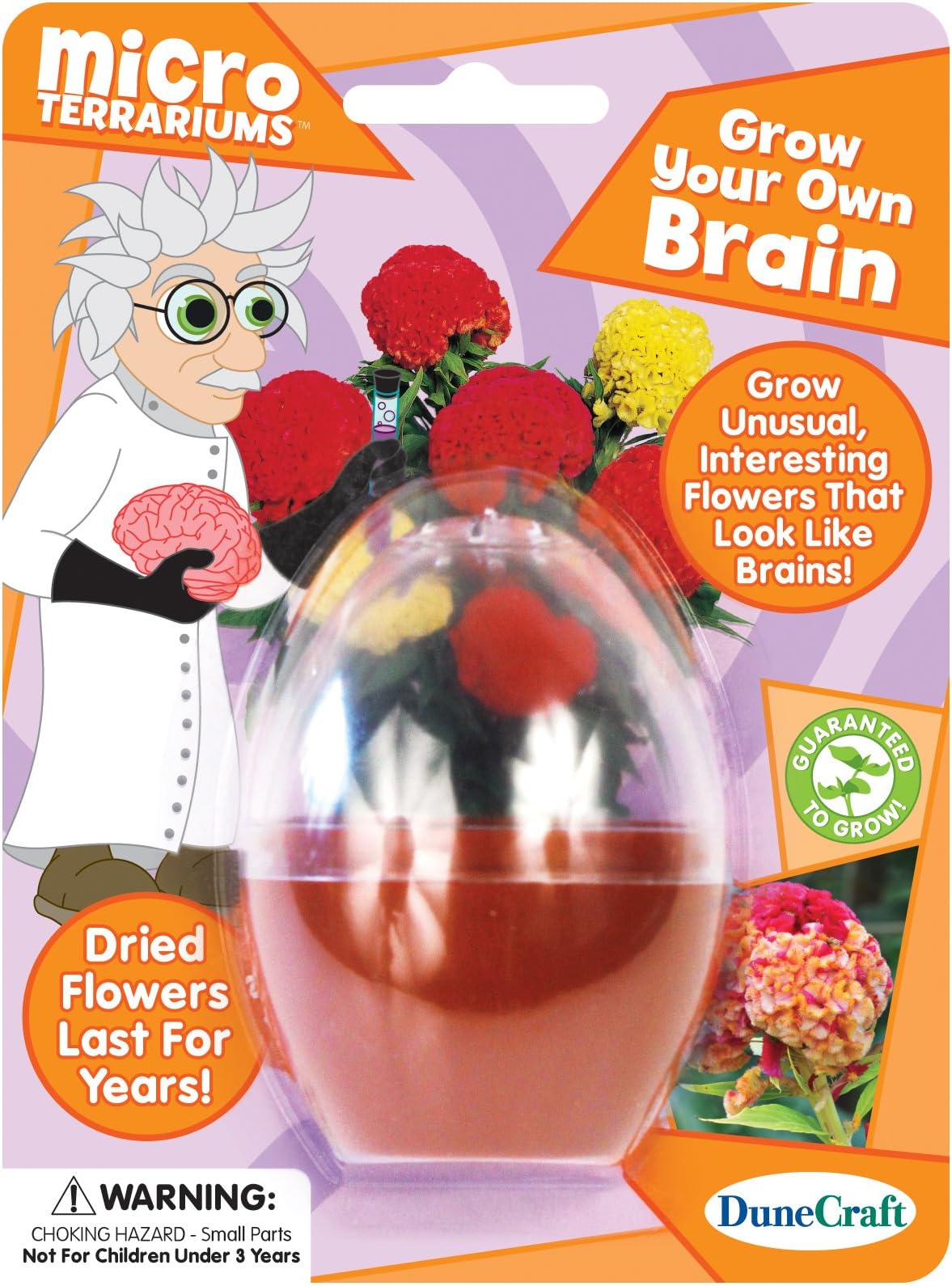 Dunecraft Grow Your Own Brain Science Kit