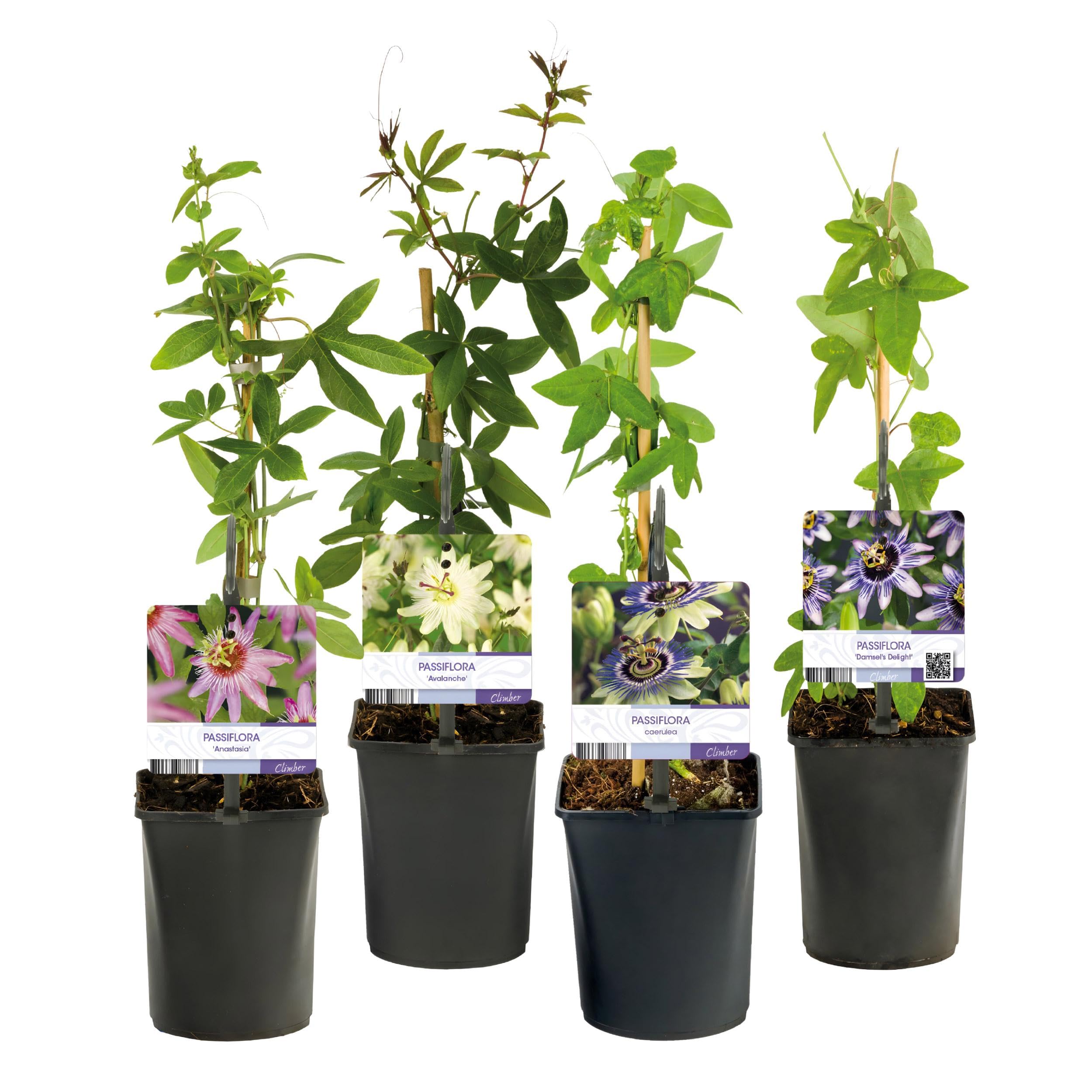 GreenboutiQ - Passionsblume - Passiflora Rainbow - Blume Rosa Weiß Lila Grün - Wenig Pflege - 4 Pflanzen - Topf 11cm Höhe 40cm