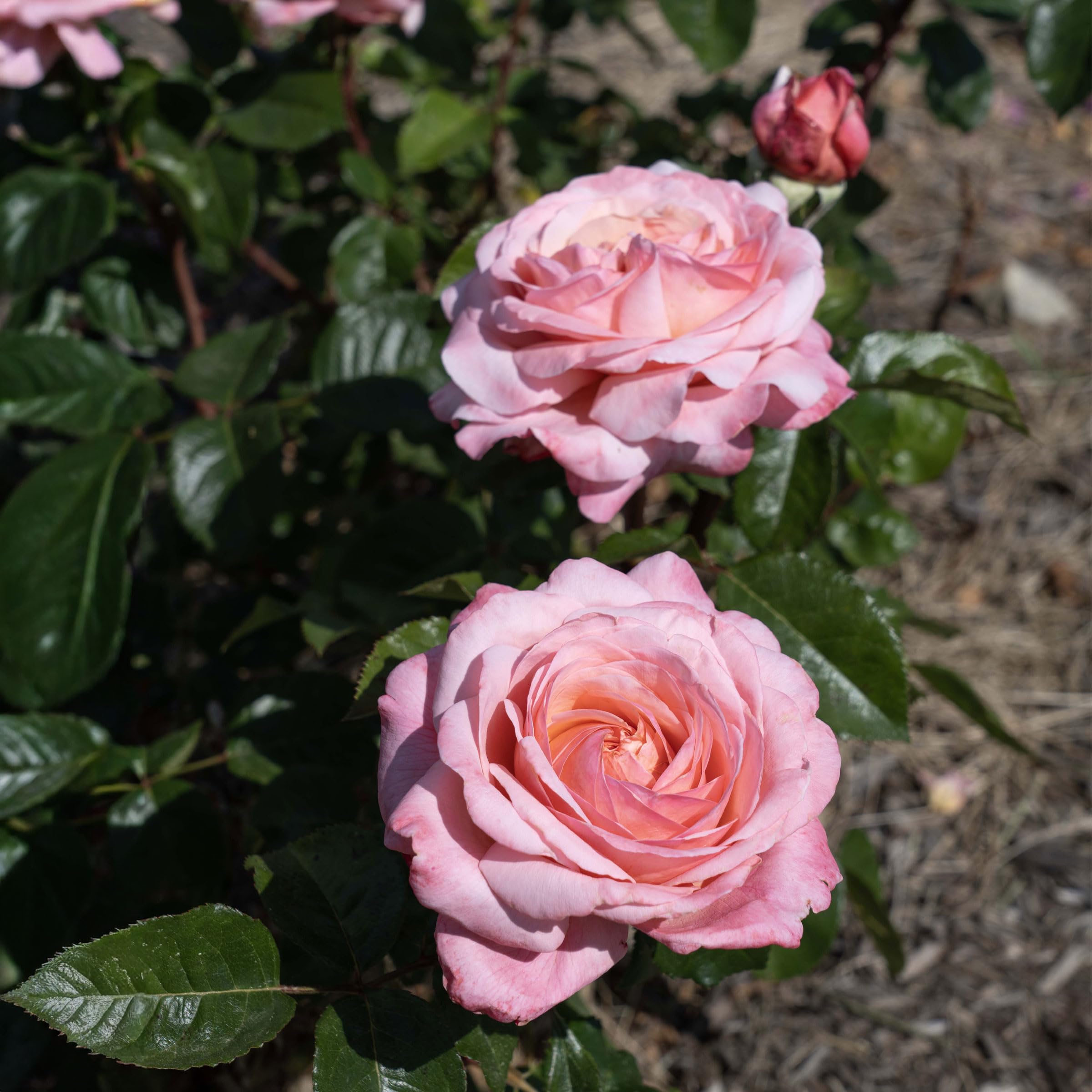 Amazon.com : Martha Stewart Rose 1.5 Gallon Potted Live Plant