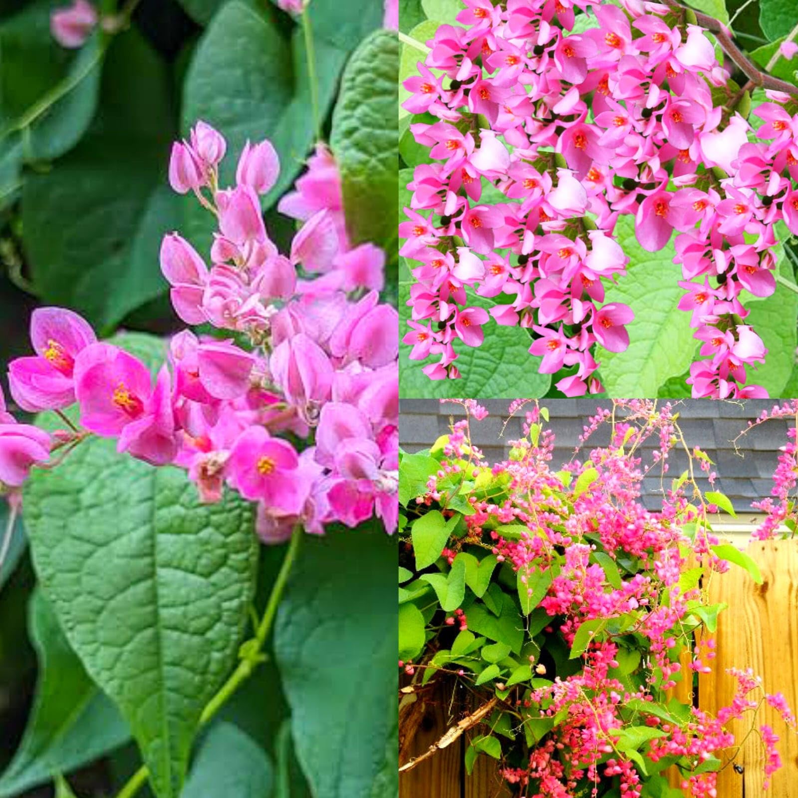 Coral Vine (Antigonon Leptopus) Flowering Live Plant For Home & Terrace Garden (Pack of 1 Live Plant)-image-47