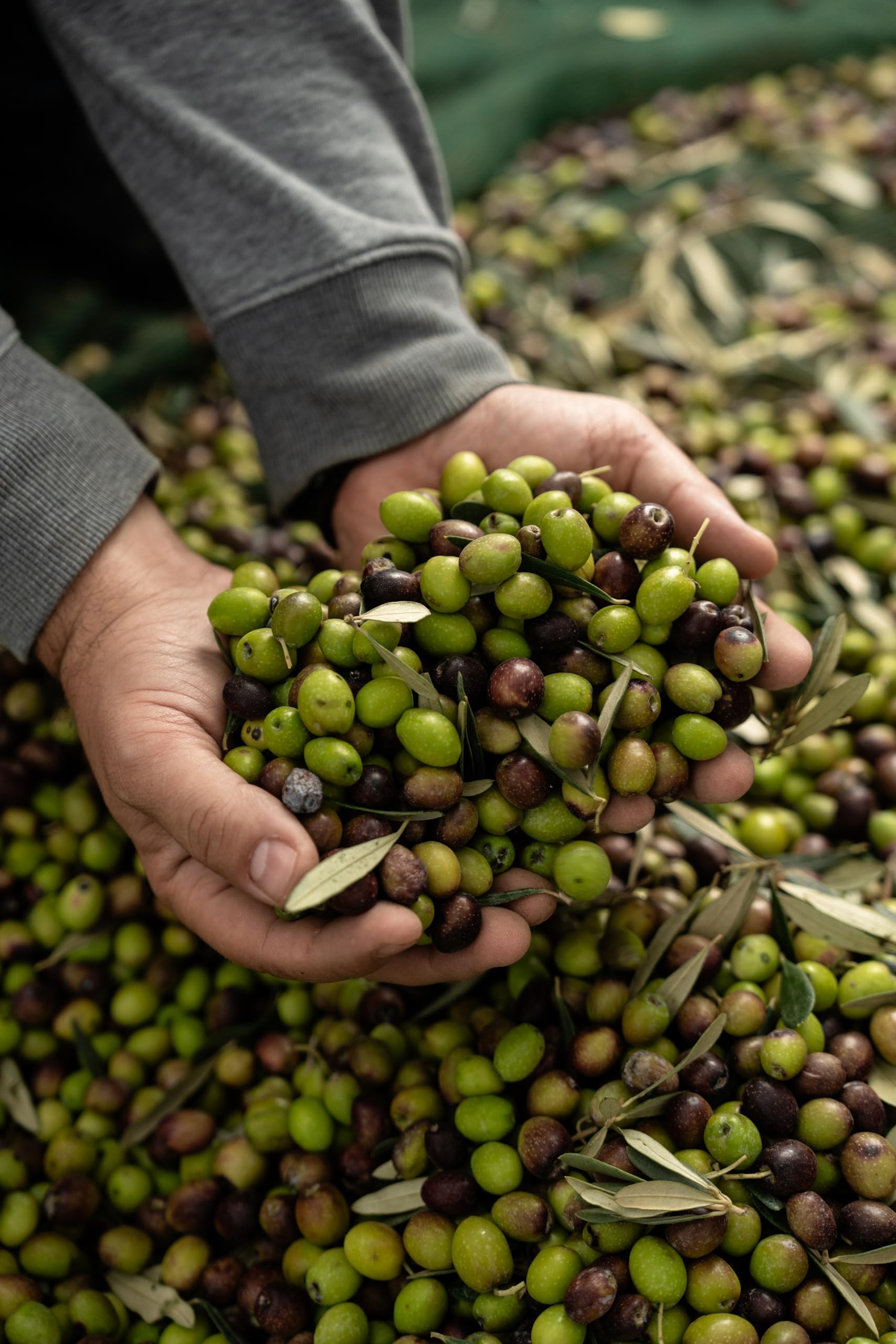 Corinto Bio Oliwa z Oliwek Extra Vergine 5L – oliwa z oliwek bio, zimnotłoczona, niefiltrowana, Koroneiki, wczesny zbiór, wysoka zawartość polifenoli, premium z Koryntu, duże opakowanie