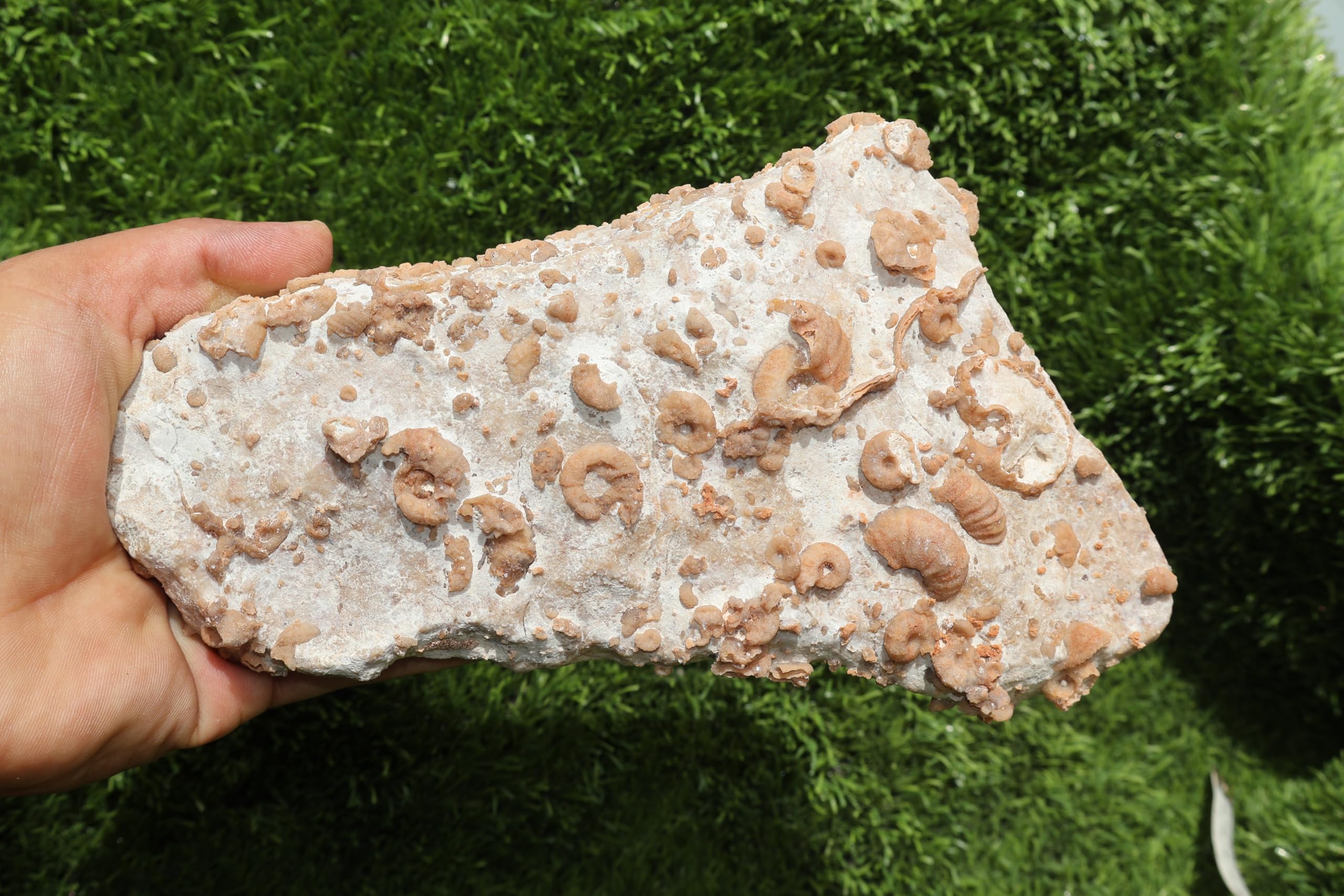 Ammonites & Gastropods Plate Cretaceous Fossils Fossils from Morocco Fossil Rock ammonites Fossil from Morocco A209