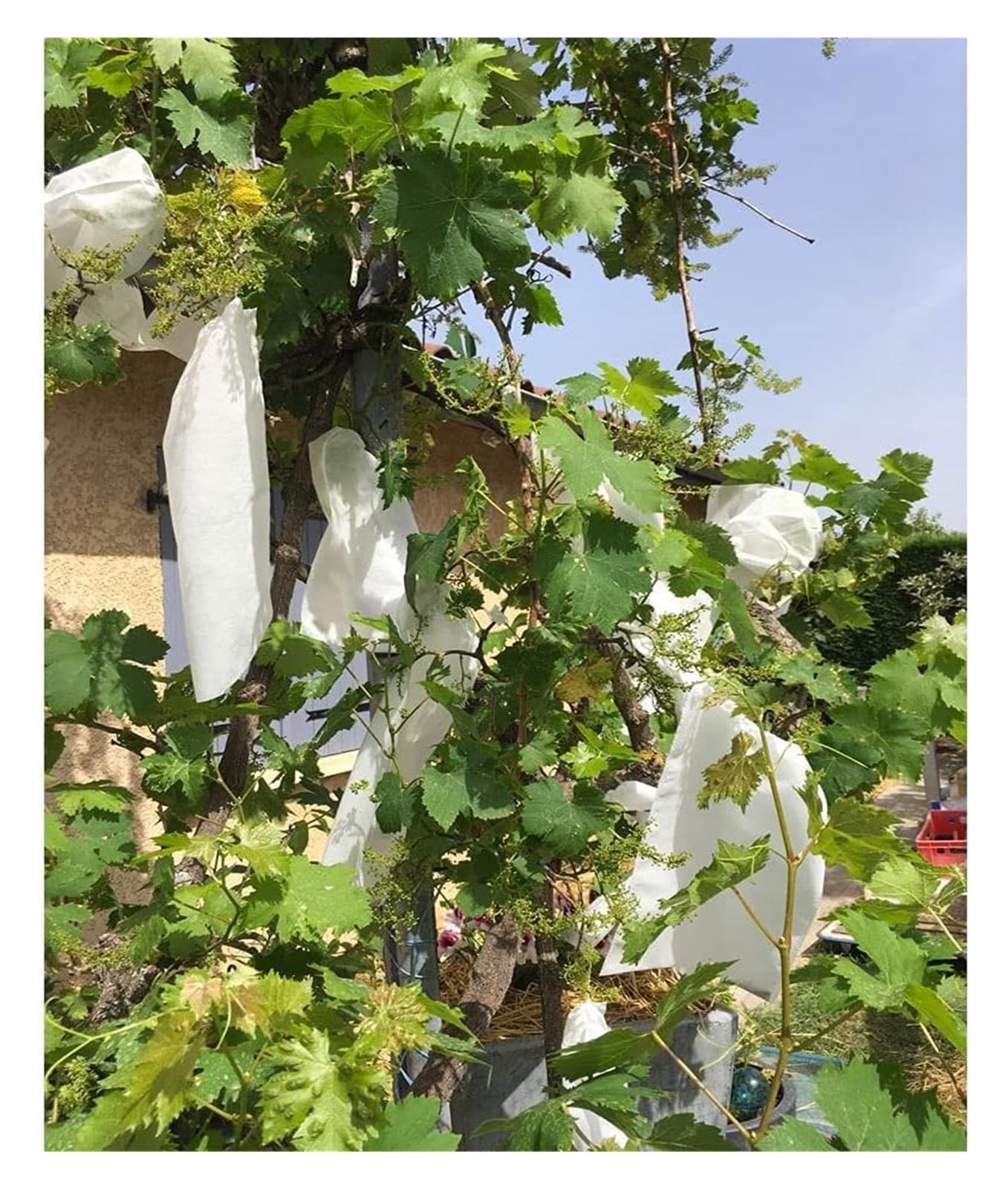 JFGCTYHXY Fruit protection bags, For Fruit Vegetable, Non-woven Fabric Mesh Bag Against Insect Pouch Garden, 100pcs(24x35cm)