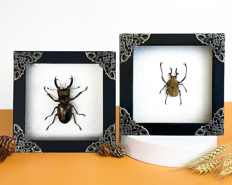 シャドーBOX 完成品  キムジャコブクレマチス シャドーBOX 完成品 キムジャコブクレマチス シャドーボックス