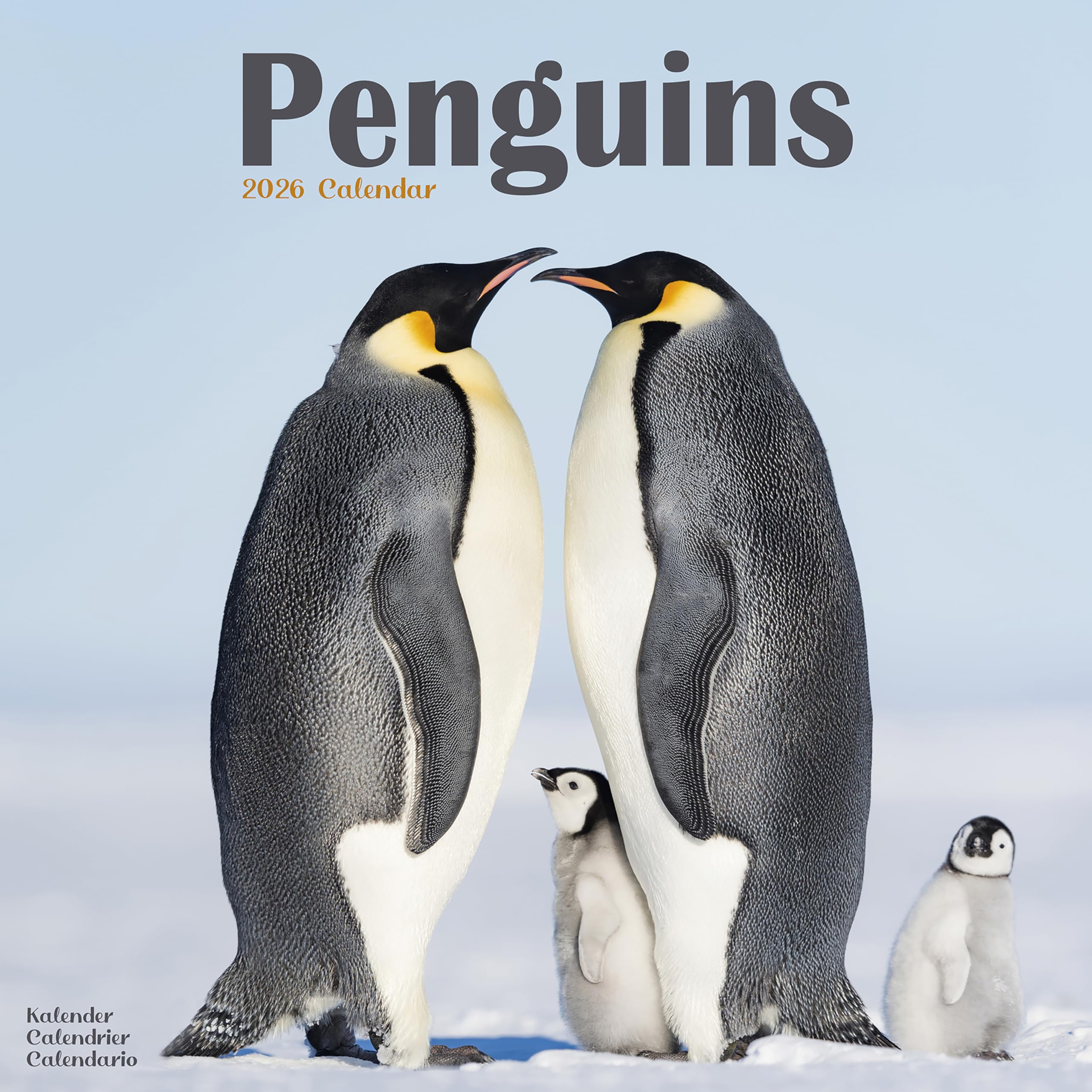Penguins 2026 Calendar | Square Wall Calendar | Animal Gift | Plastic Free Packaging | by Avonside Publishing