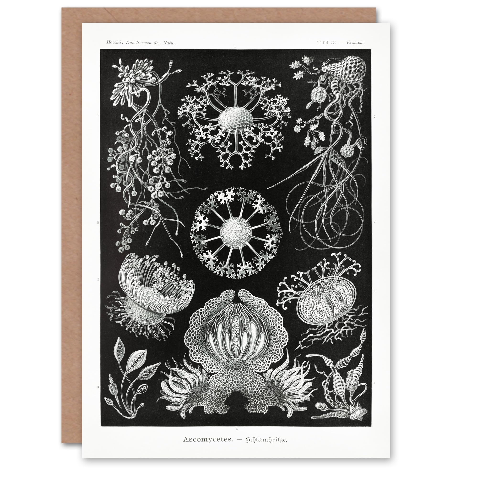 Artery8 Ernst Haeckel Art Card Ascomycetes Fungi Species Vintage