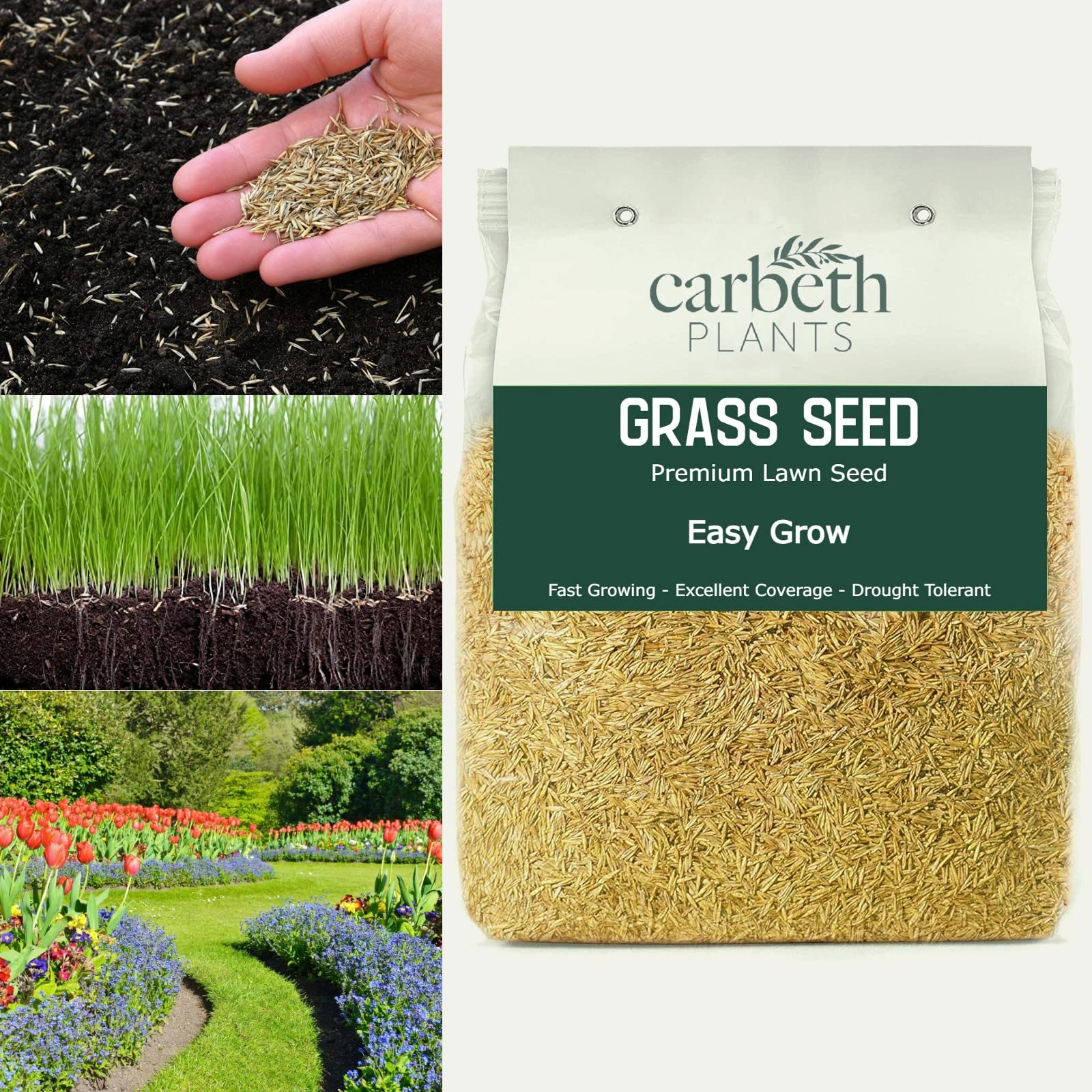 Carbeth Plants Easy Grow Lawn Seed - 1kg Bag with 10% Extra Free (1.1kg) - Fast Growing - Excellent Coverage - Drought Tolerant