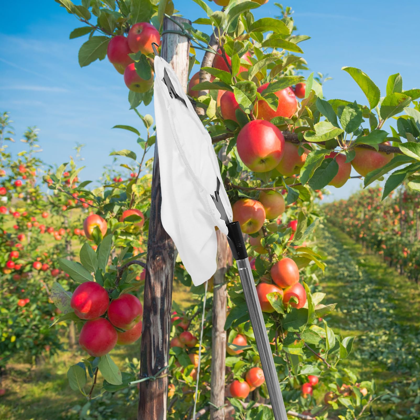 Toddmomy 1 Juego Recolección de Frutas con Extensión Ajustable y Cabezal de Herramienta Multiusos para Manzanas y Incluye Cesta de Recolección y Varilla Inoxidable