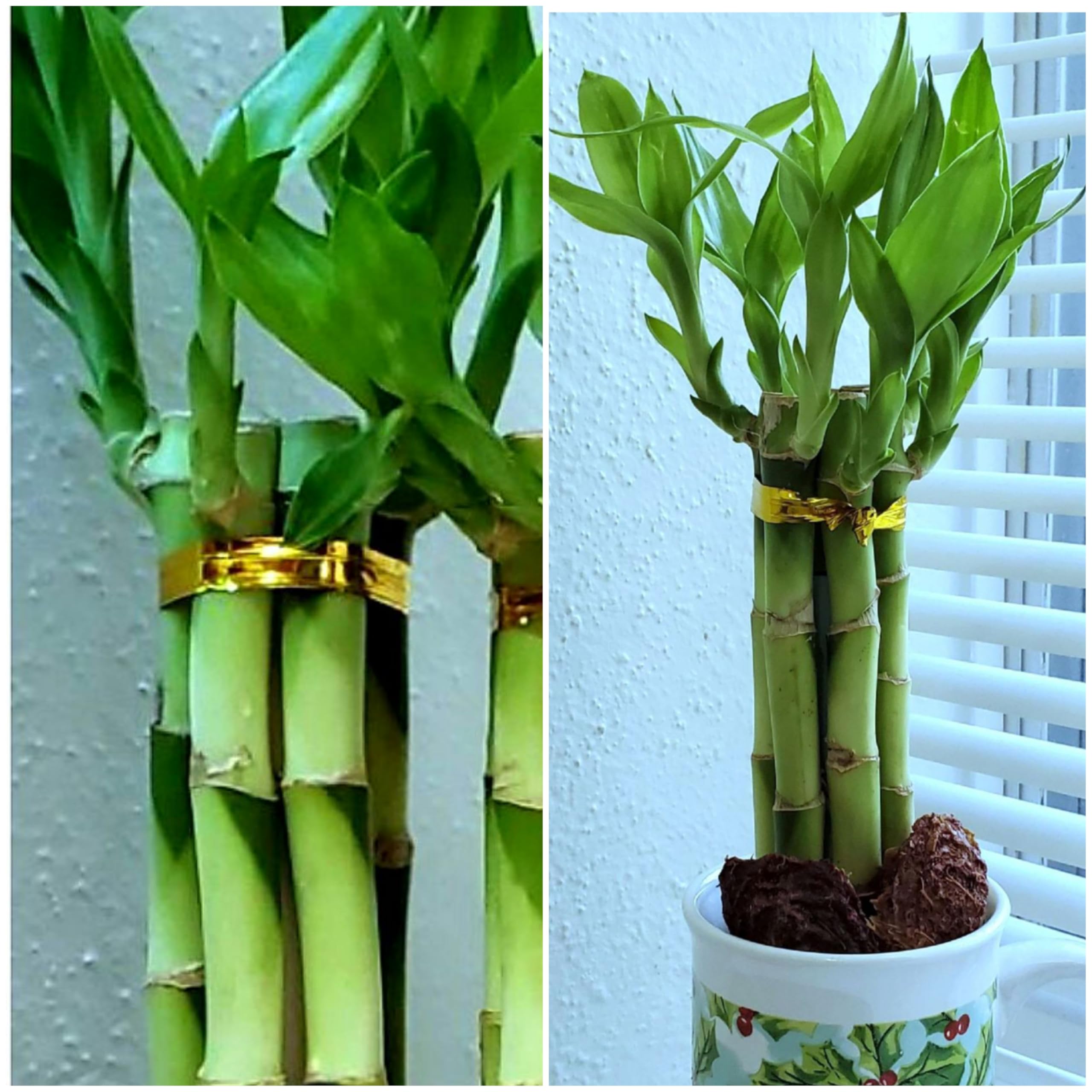 Amazon.com: Lucky Bamboo 6 Plants 8 inches Each, Free Butterfly Stake,  Gift, Feng Shui, Indoor Plant, Bring Good Luck to Your Home, Perennial,  Just add Purified Water : Grocery & Gourmet Food
