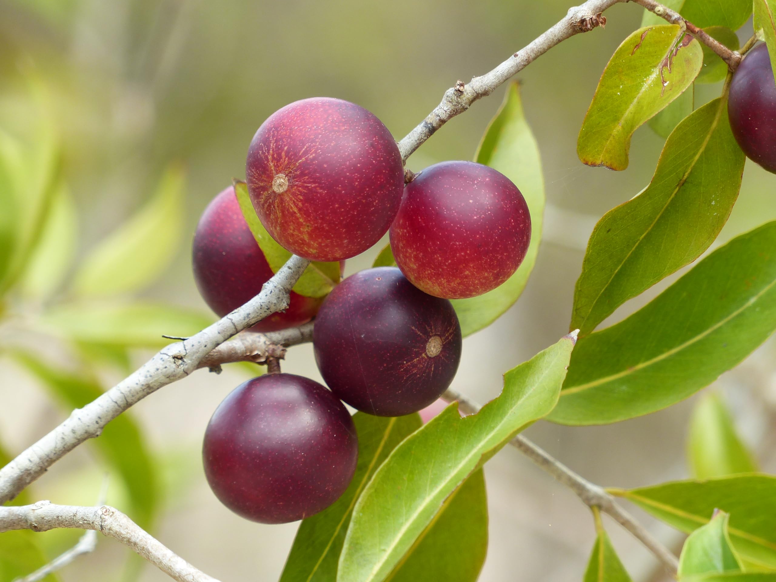 Camu Camu Pulver, 500g, 100% reines Pulver ohne Zusatzstoffe, Vitamin C Booster, Myrciaria dubia