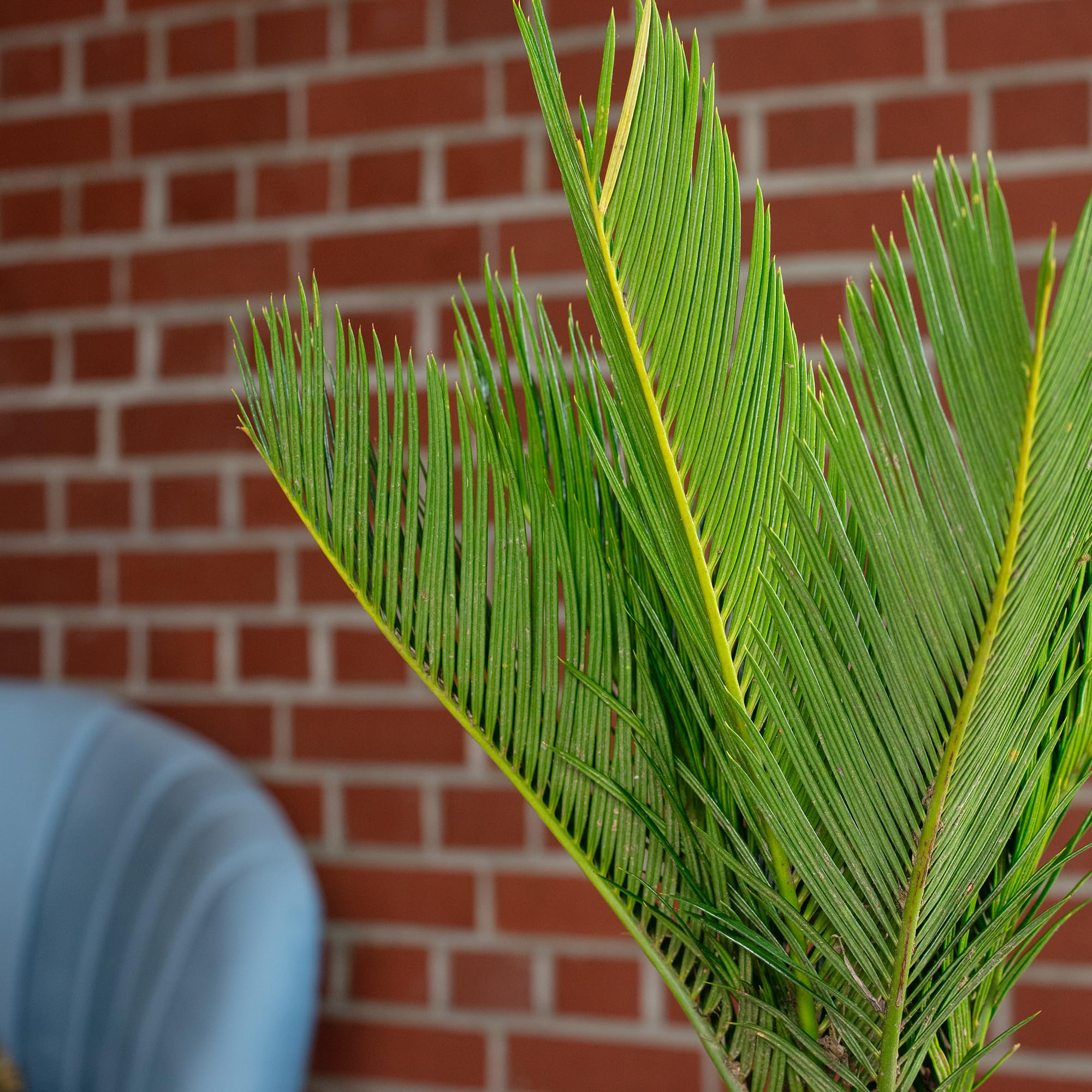 Palmier cycas 6+ frondes - plante d'intérieur facile d'entretien, Cycas revoluta - Hauteur environ 25 cm, Diamètre du pot 12 cm