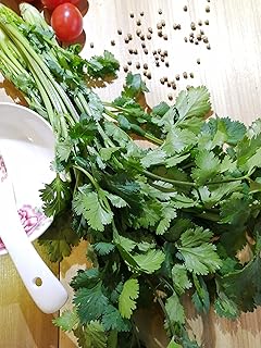Hundredfold Santo Cilantro 100 Heirloom Herb Seeds - Coriandrum sativum Coriander Chinese Parsley, Packed & Shipped in Canada by Carmel Canada Inc.