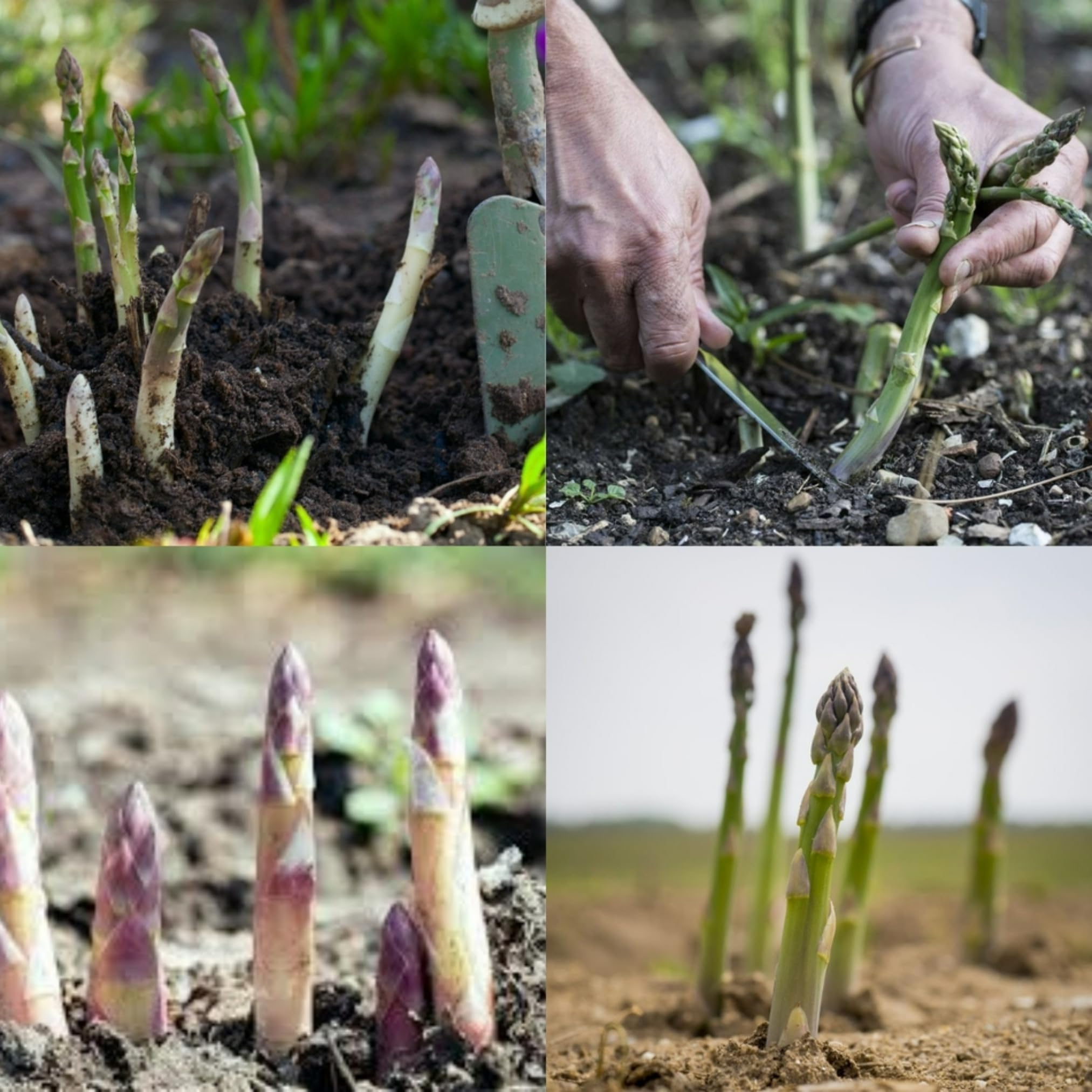 Asparagus seeds hybrid,Asparagus seeds for home garden pack of 30-image-9
