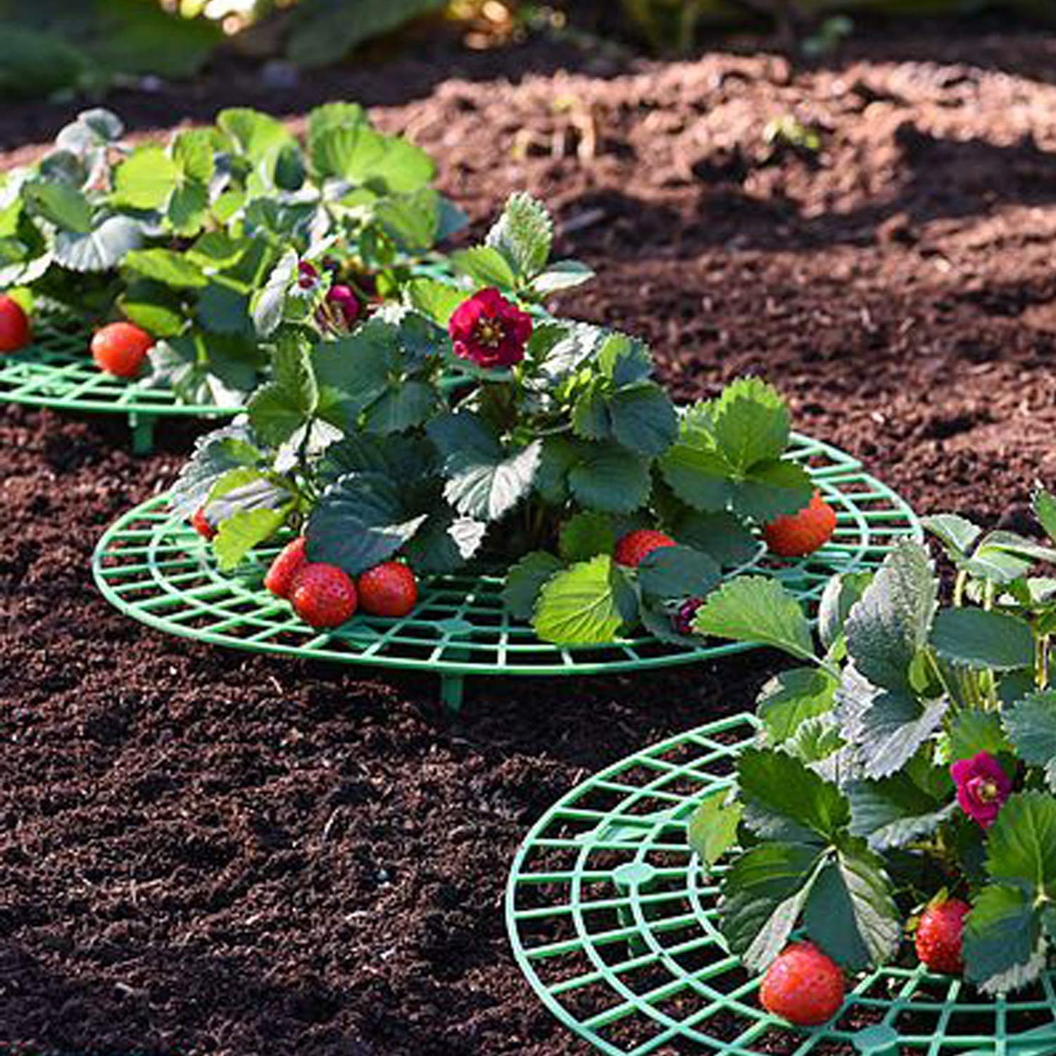 Acheter Lot De 10 Supports De Fraises – Support Réglable Pour Plantes, Support De Culture De Fraises Pour La Plantation De Fraises, Gardant Les Fruits élevés Pour éviter La Pourriture Du Sol