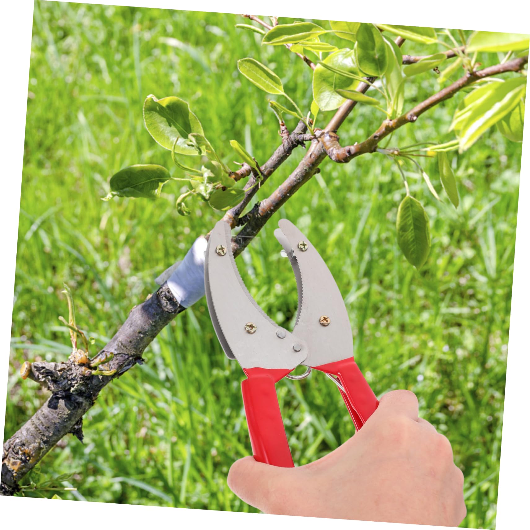 TOYANDONA 5stücke Einstellbares Obstbaum- -entfernungstool Praktischer Girdling Cutter Für Obstbäume Und Pflanzenpflege Für Effiziente Anwendung Beim Schneiden Und Abziehen Von