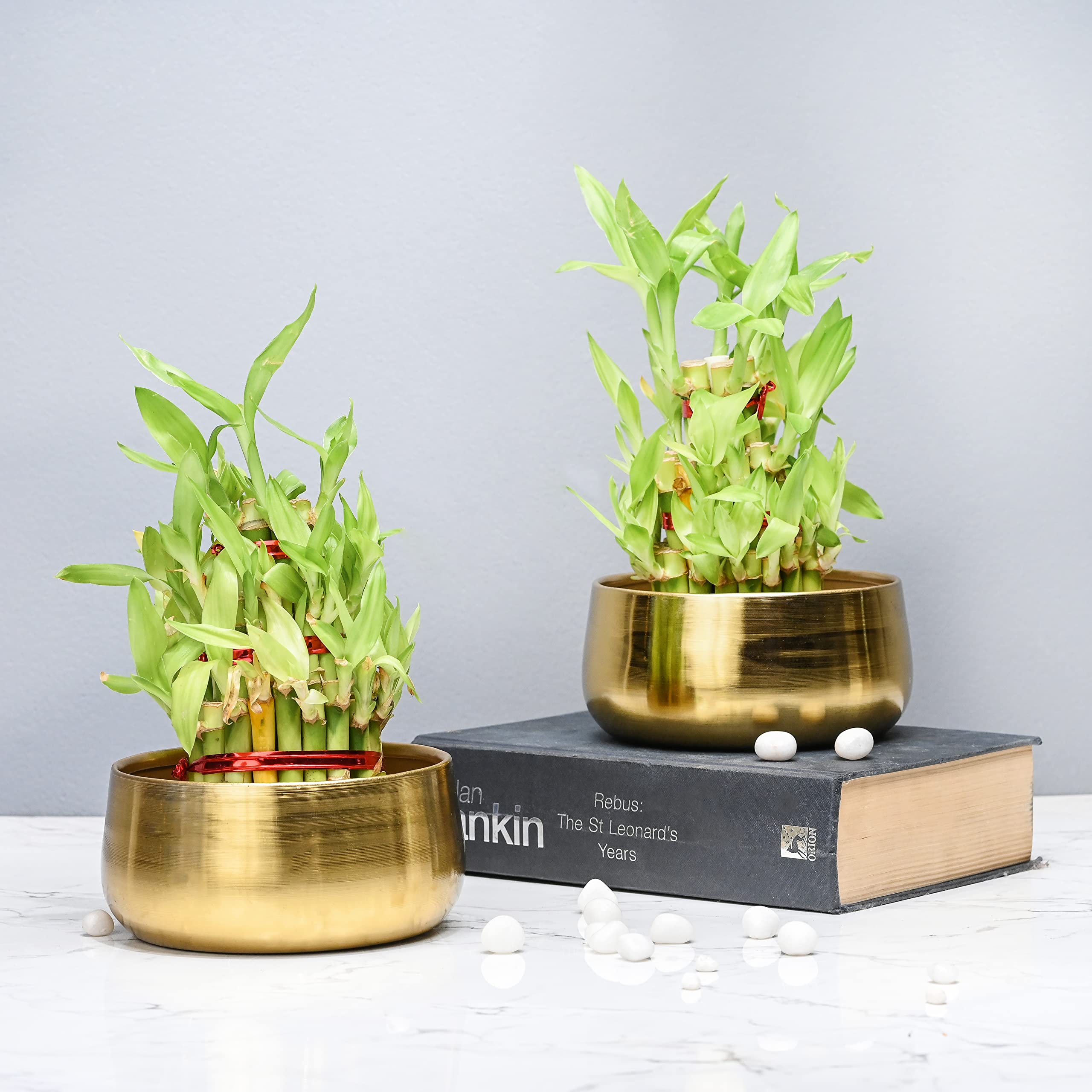 Pots & Plants Metal Planter Pot for Indoor Plants & Flowers Table Top Planter for Living Room, Home Decor, Terrace, Balcony & Home Gardening (Gold, 1) (B09P8L4H6K) Amazon Price History, Amazon Price Tracker