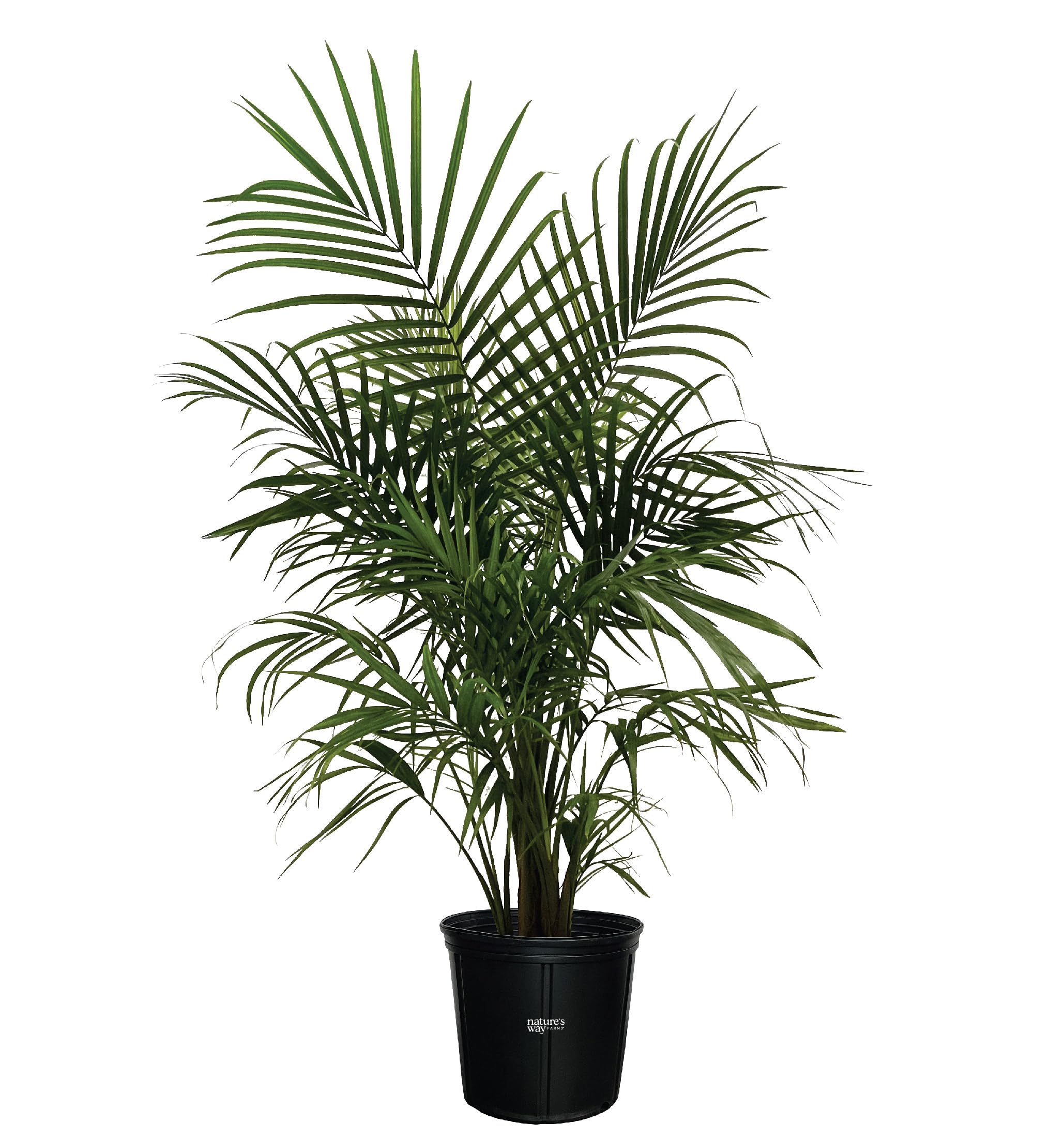 indoor plant kit Indoor Herb Seed Garden Planting Kit