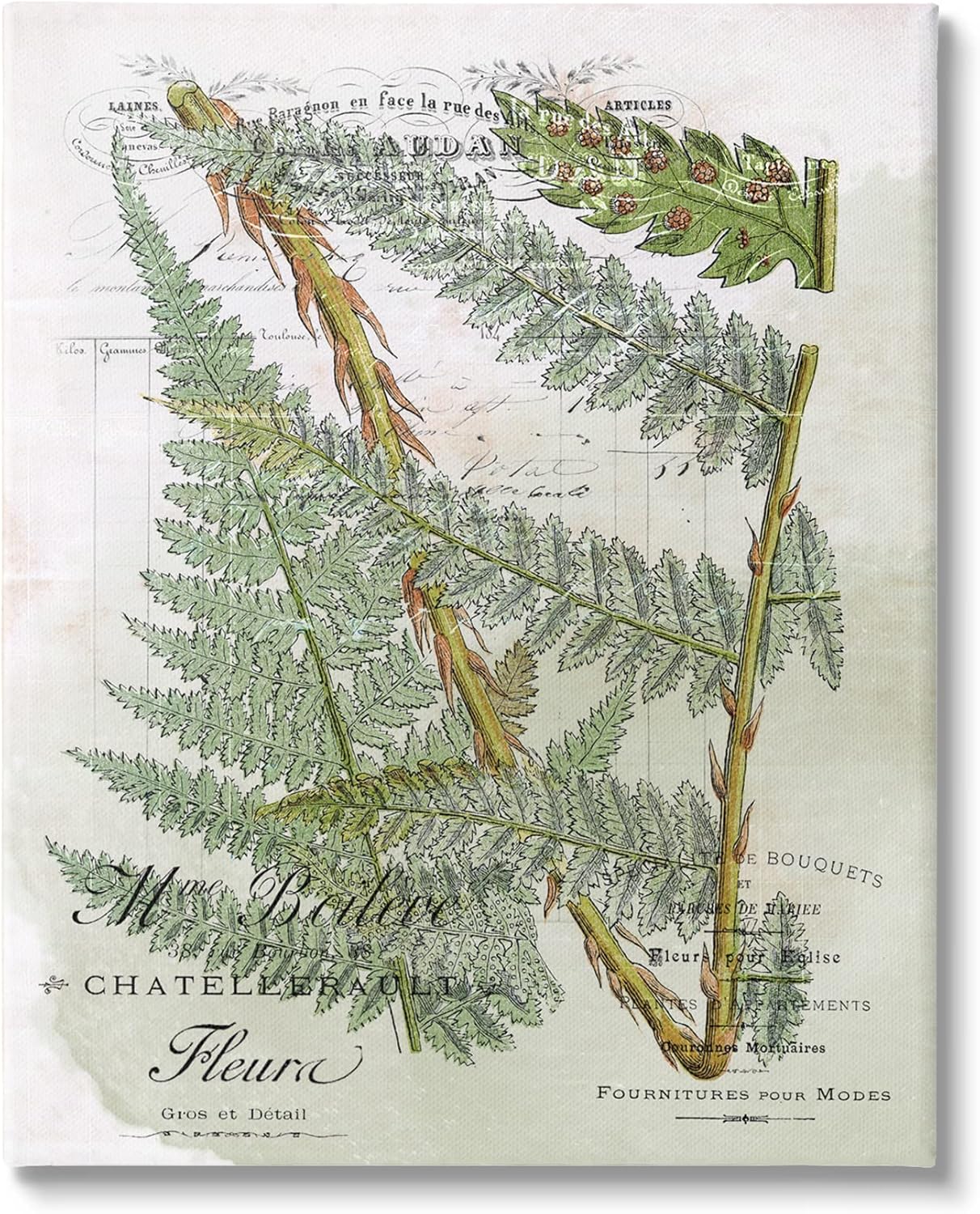 Stupell Industries Vintage Vegetation Various Ferns Canvas Wall Art, Design by Lil' Rue