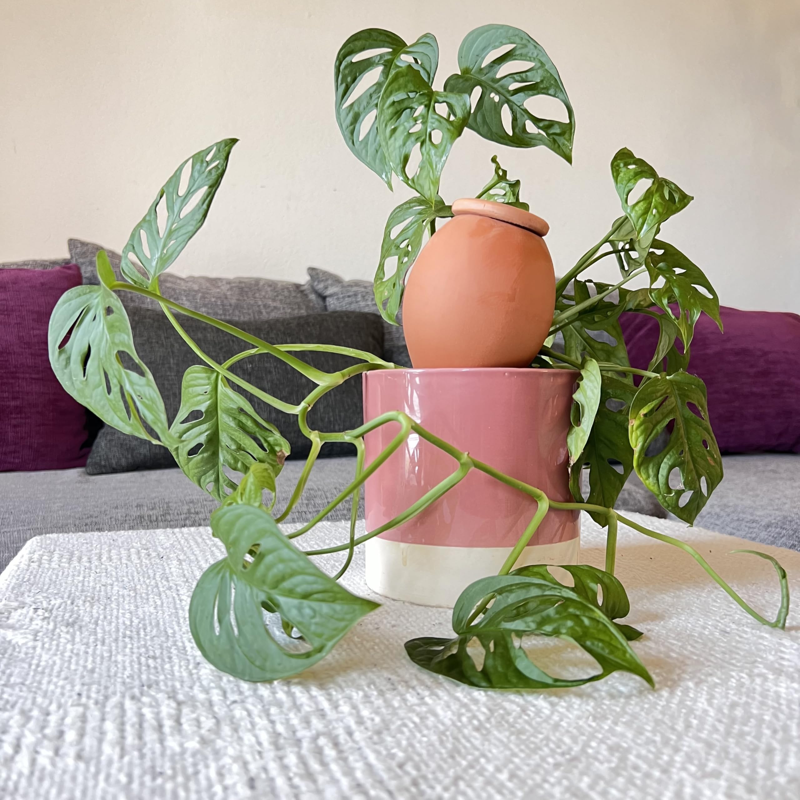 3 Oyas à Planter 400 ML en Terre Cuite avec Couvercle – Ideale pour Petit Pot - Arrosage Automatique Écologique pour Plantes d’Intérieur et d’Extérieur – Autonomie Jusqu’à 1 Semaine-