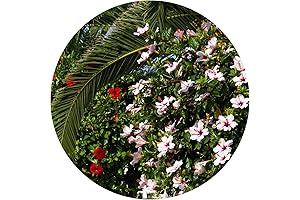 PALM FROND-SHAPED MARBLE HOLDER