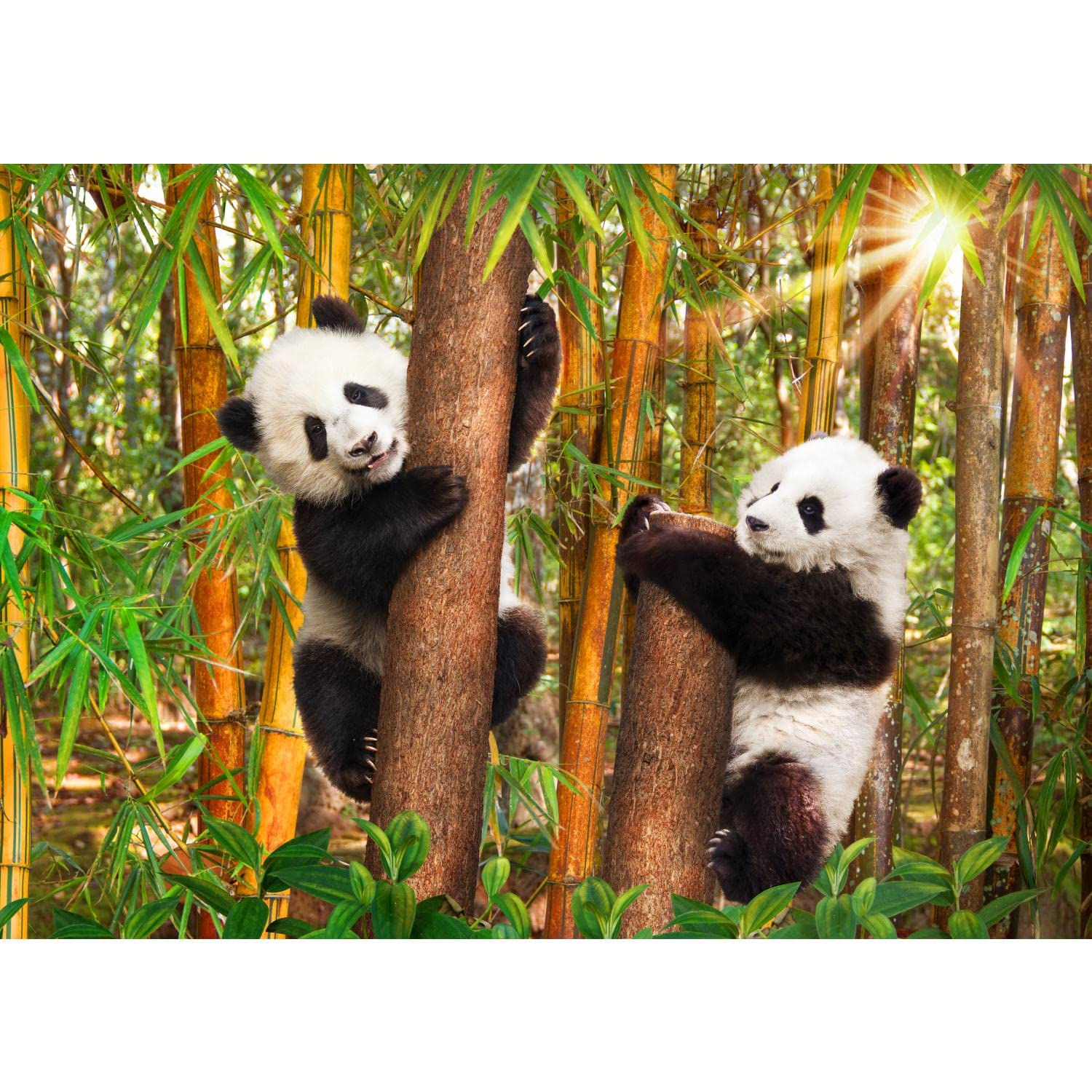 Runa Art A Run Art Photo Wallpaper Wald Pand 352 X 250 Cm Non-Woven Wall Rt Xxl Moderne Living Room Bedroom Black White Green 9297011